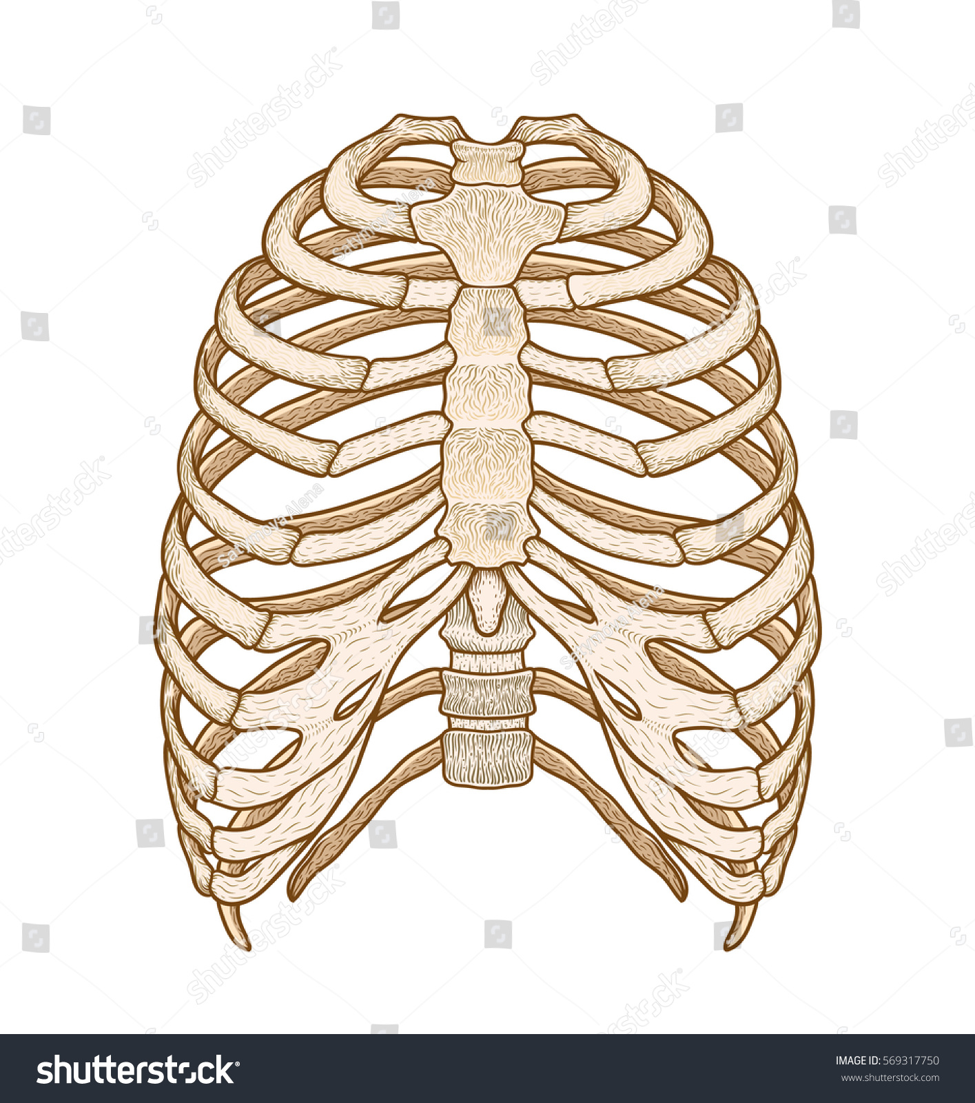 Illustration Human Rib Cage Line Art Stock Vector (Royalty Free ...