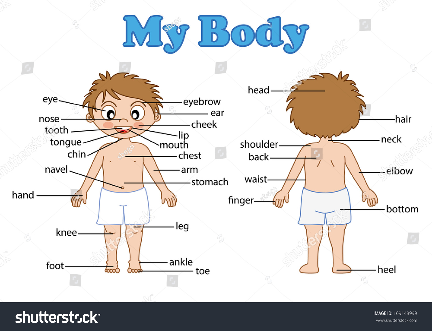 Illustration Of Isolated Vocabulary Part Of Body On White - 169148999 ...