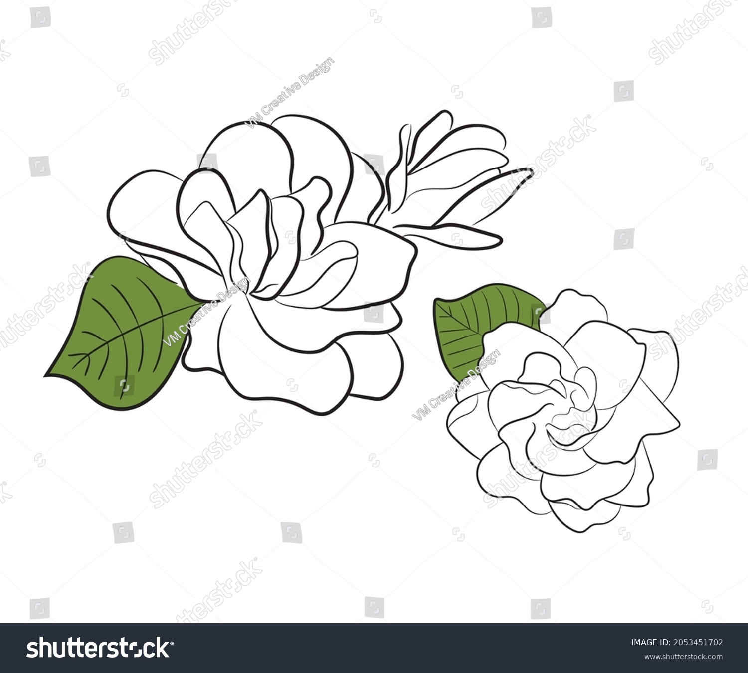 Illustration Jasmine Flower Vector Stock Vector (Royalty Free ...