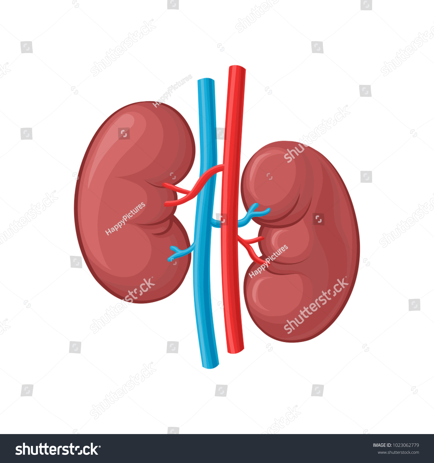 822 Right kidney Images, Stock Photos & Vectors | Shutterstock