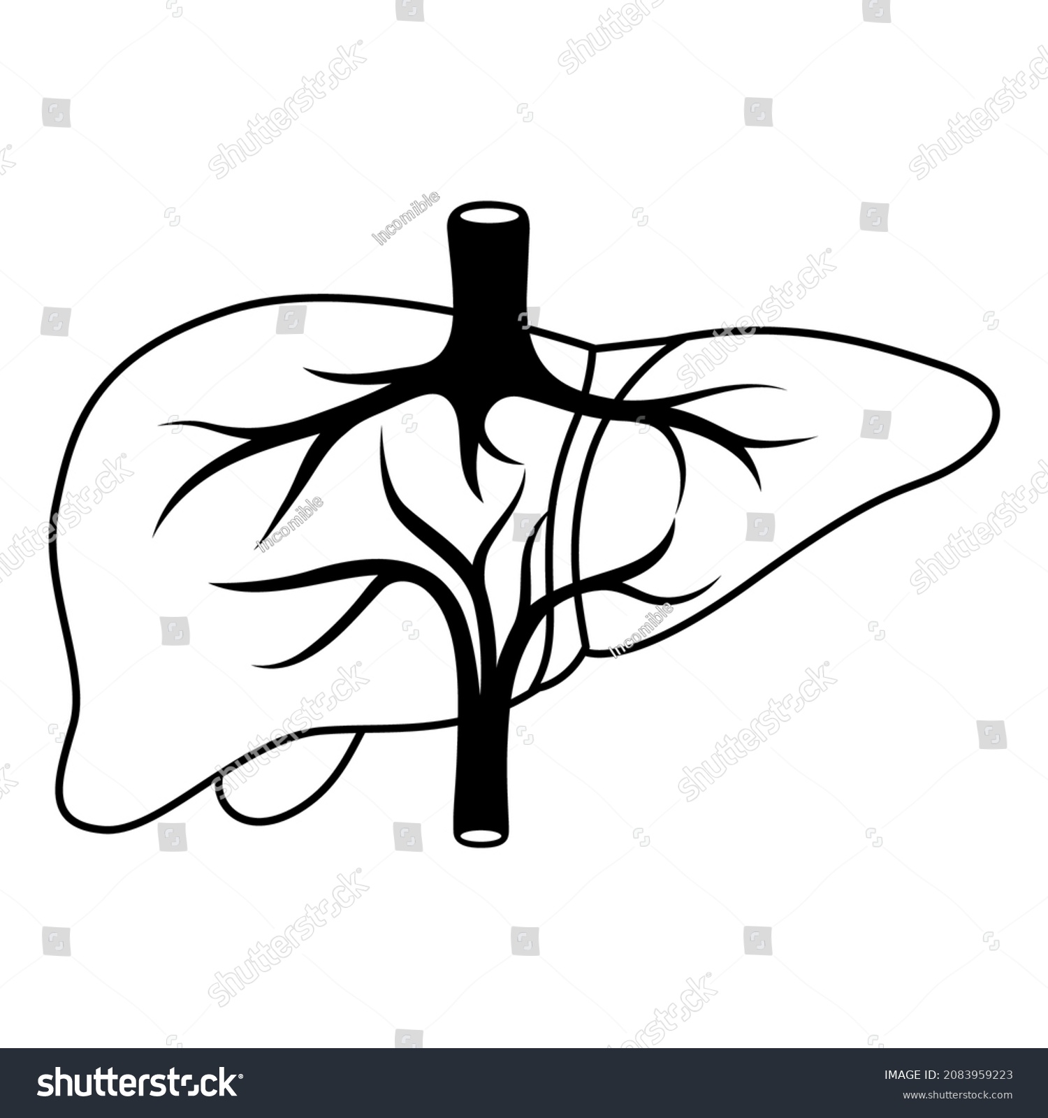 525 Portal vein Images, Stock Photos & Vectors | Shutterstock