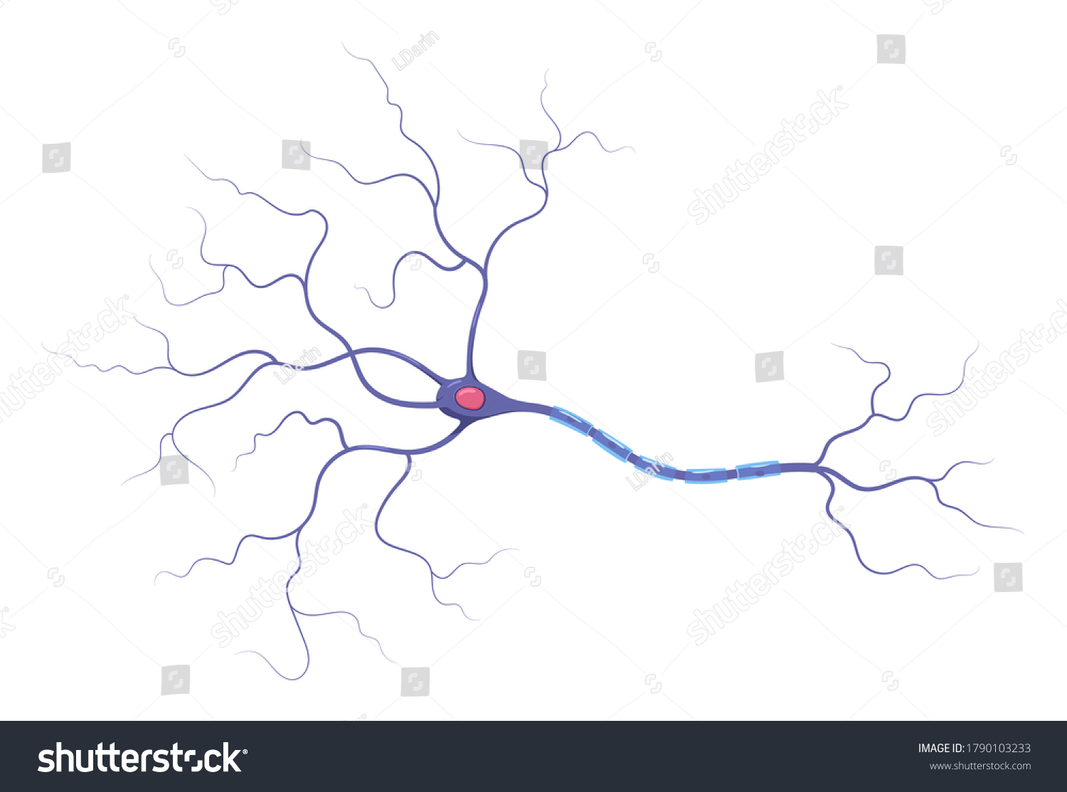 SVG of Illustration of neuron anatomy. Structure. Vector infographic (nerve cell axon and myelin sheath) svg