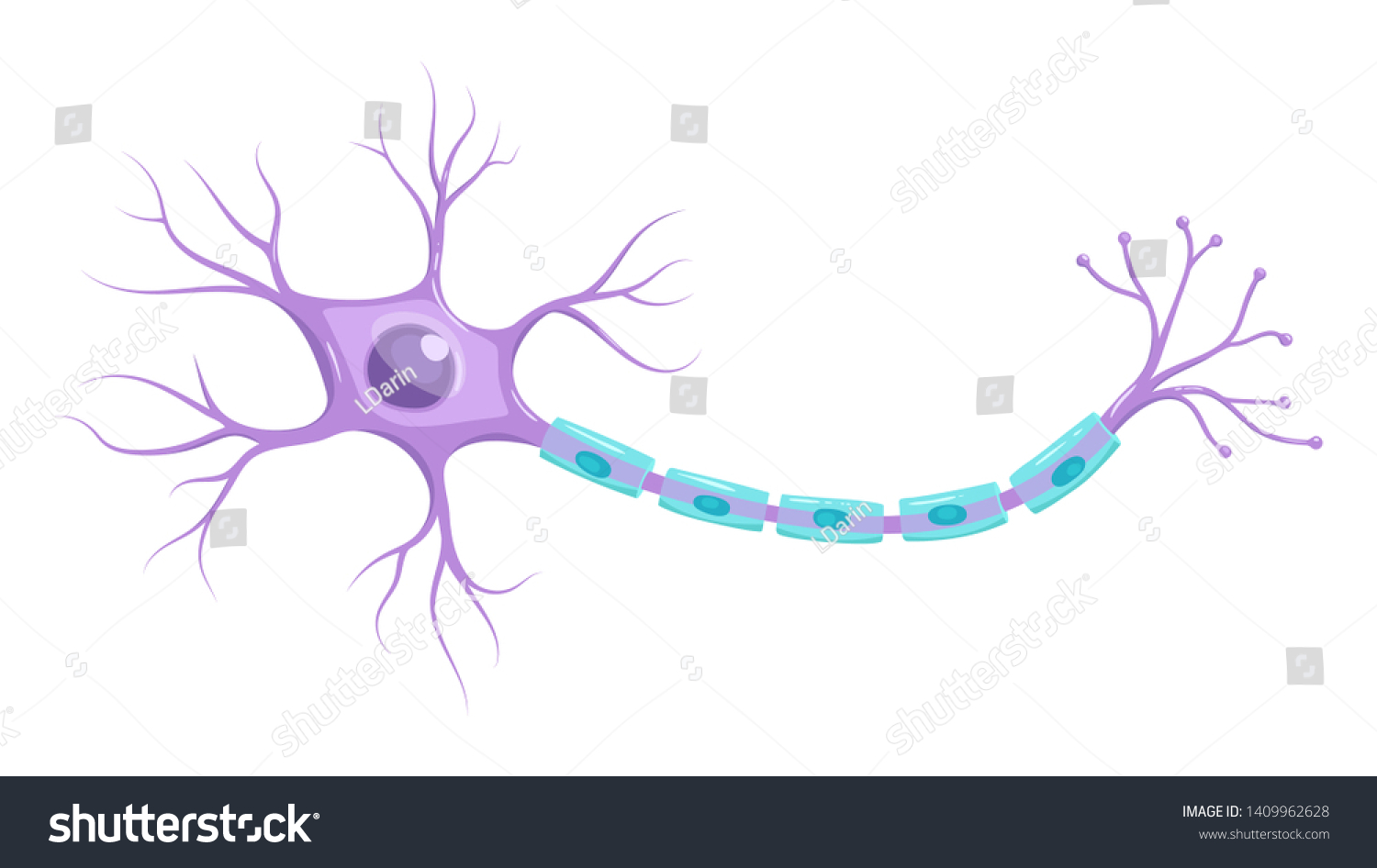 SVG of Illustration of neuron anatomy. Vector infographic (nerve cell axon and myelin sheath) svg