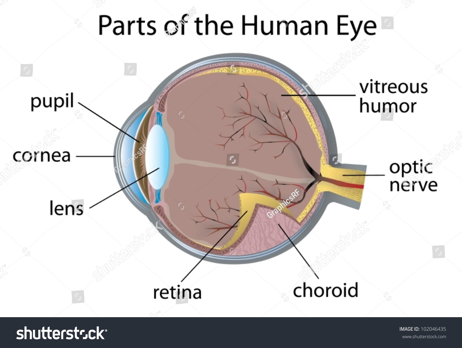 [DIAGRAM] Diagram Of Parts Of The Eye - MYDIAGRAM.ONLINE