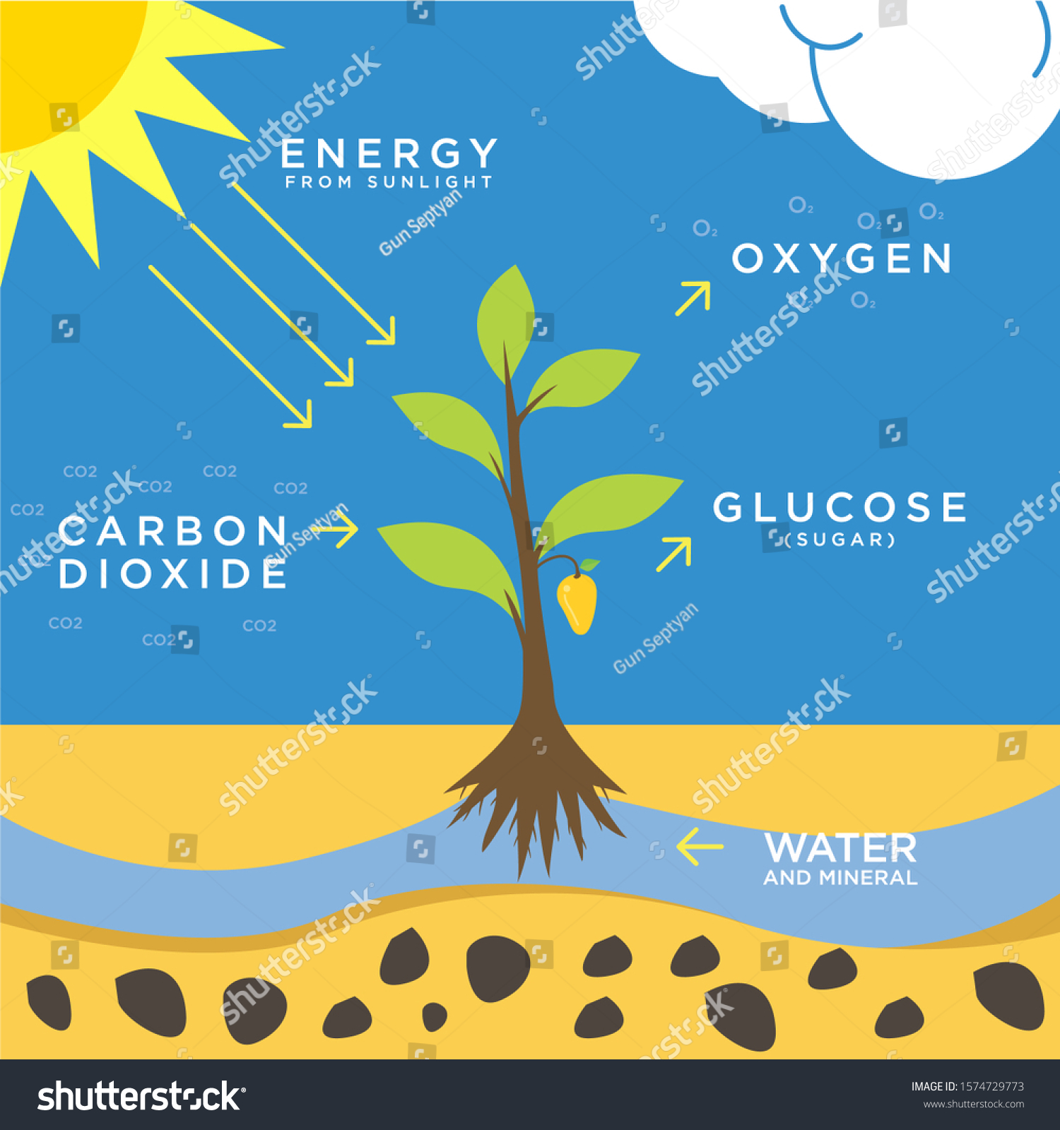 Illustration Photosynthesis Flat Design System That Stock Vector ...