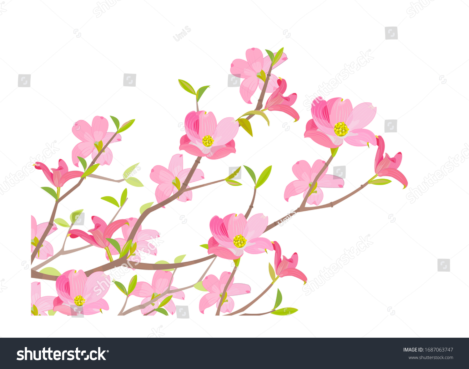 SVG of Illustration of pink color dogwood. svg