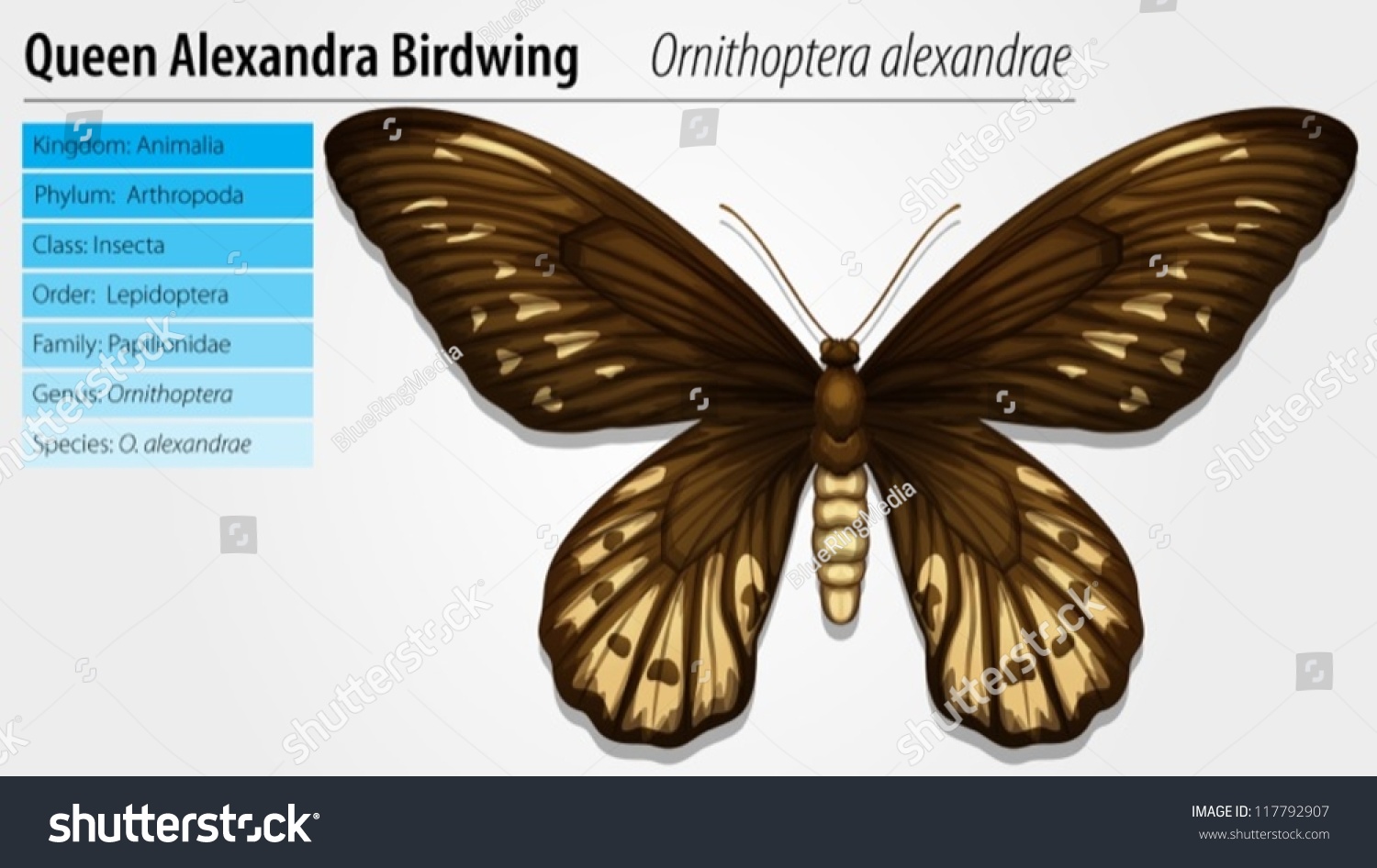 Illustration Queen Alexandras Birdwing Ornithoptera Priamus Stock ...