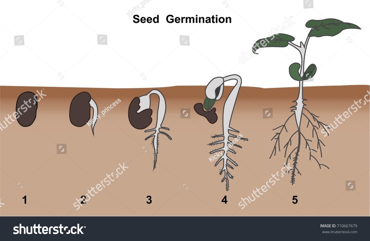 Illustration Seed Germination Stock Vector (Royalty Free) 710667679 ...