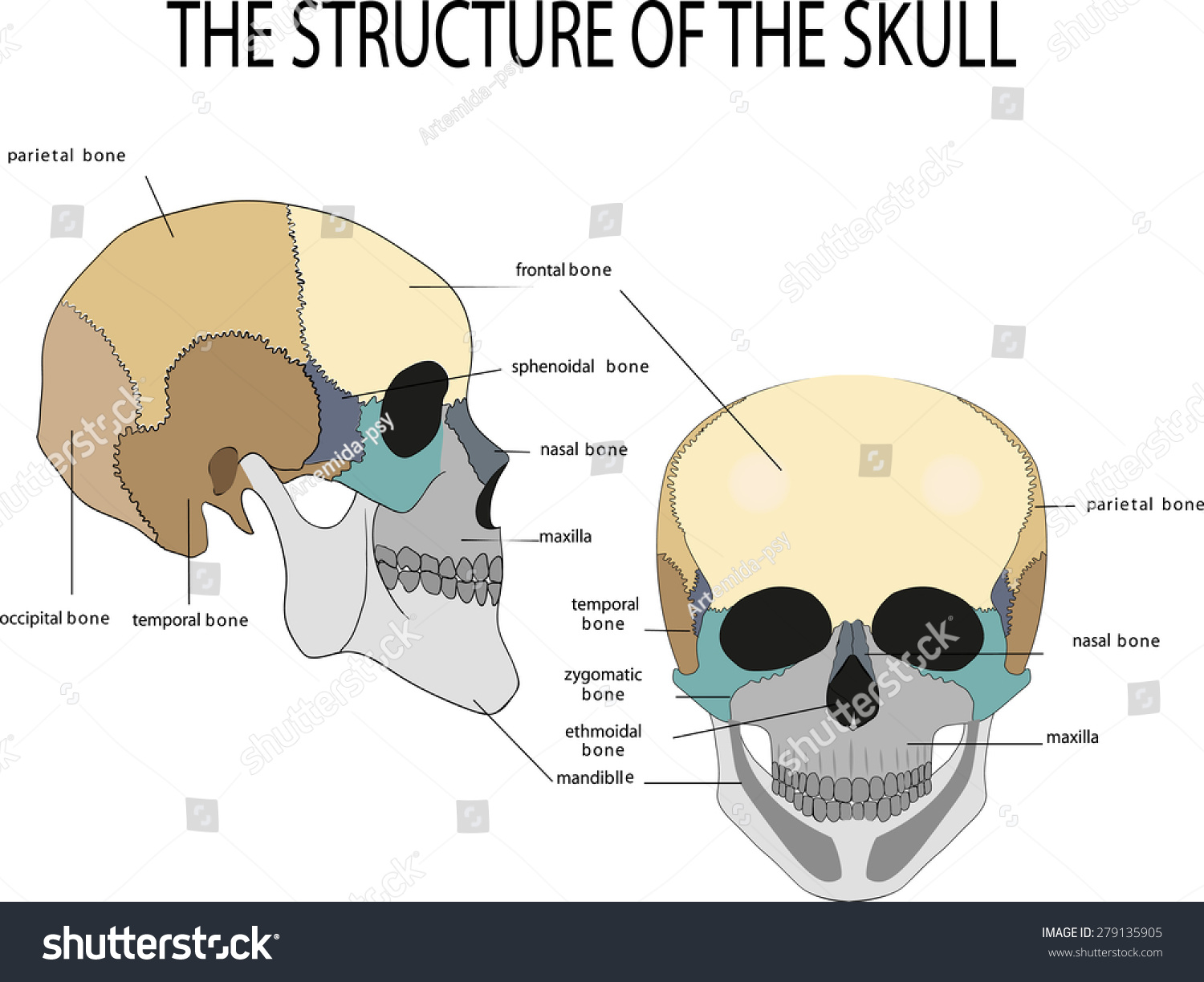 Illustration Anatomy Skull Stock Vector 279135905 - Shutterstock