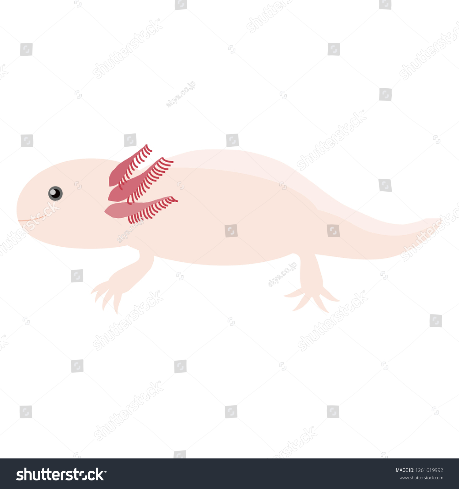 SVG of Illustration of the axolotl svg