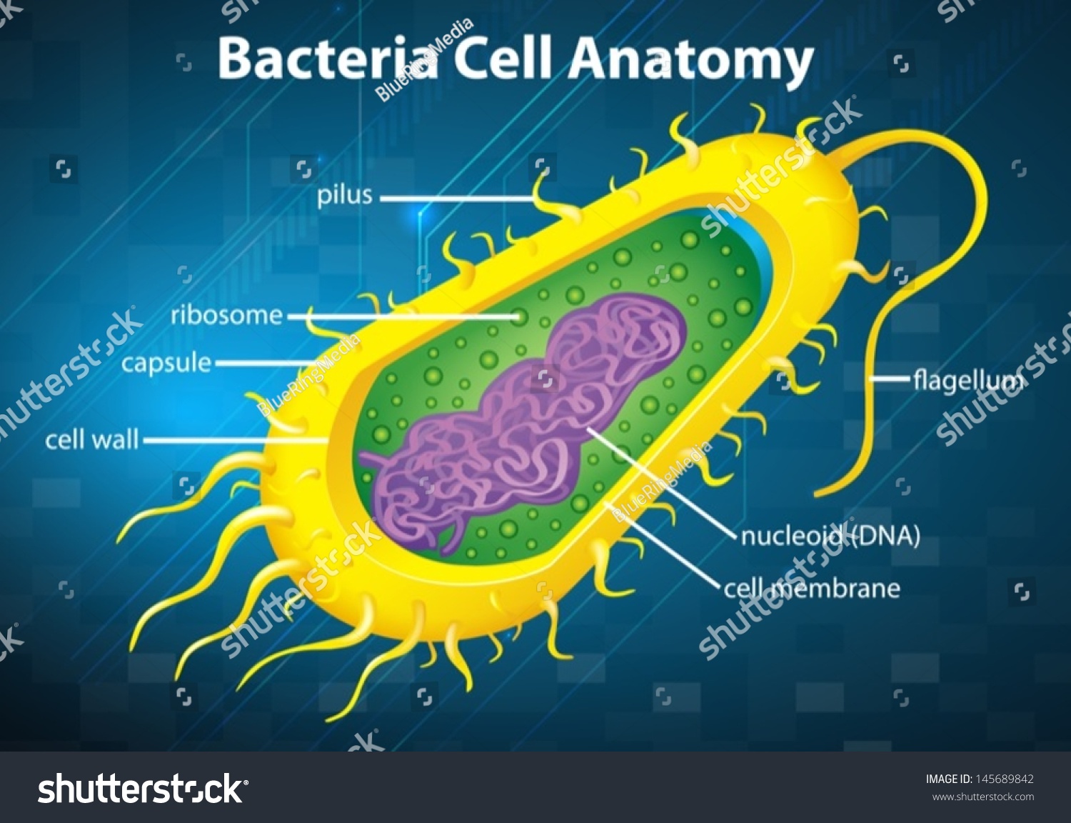 Illustration Of The Bacteria Cell Structure - 145689842 : Shutterstock