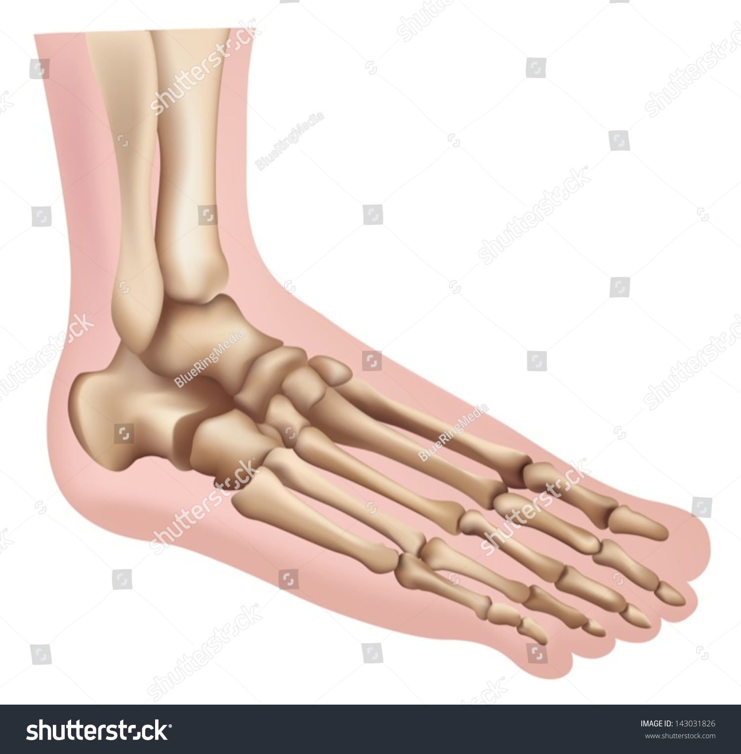 Illustration Foot Stock Vector (Royalty Free) 143031826 | Shutterstock