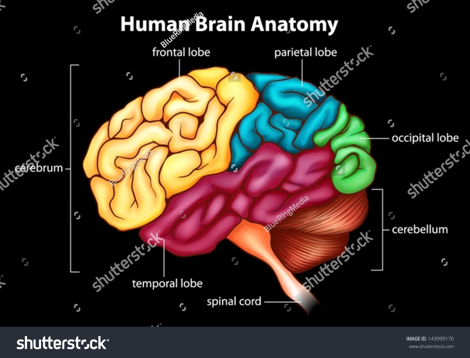 Illustration Of The Human Brain - 143999170 : Shutterstock