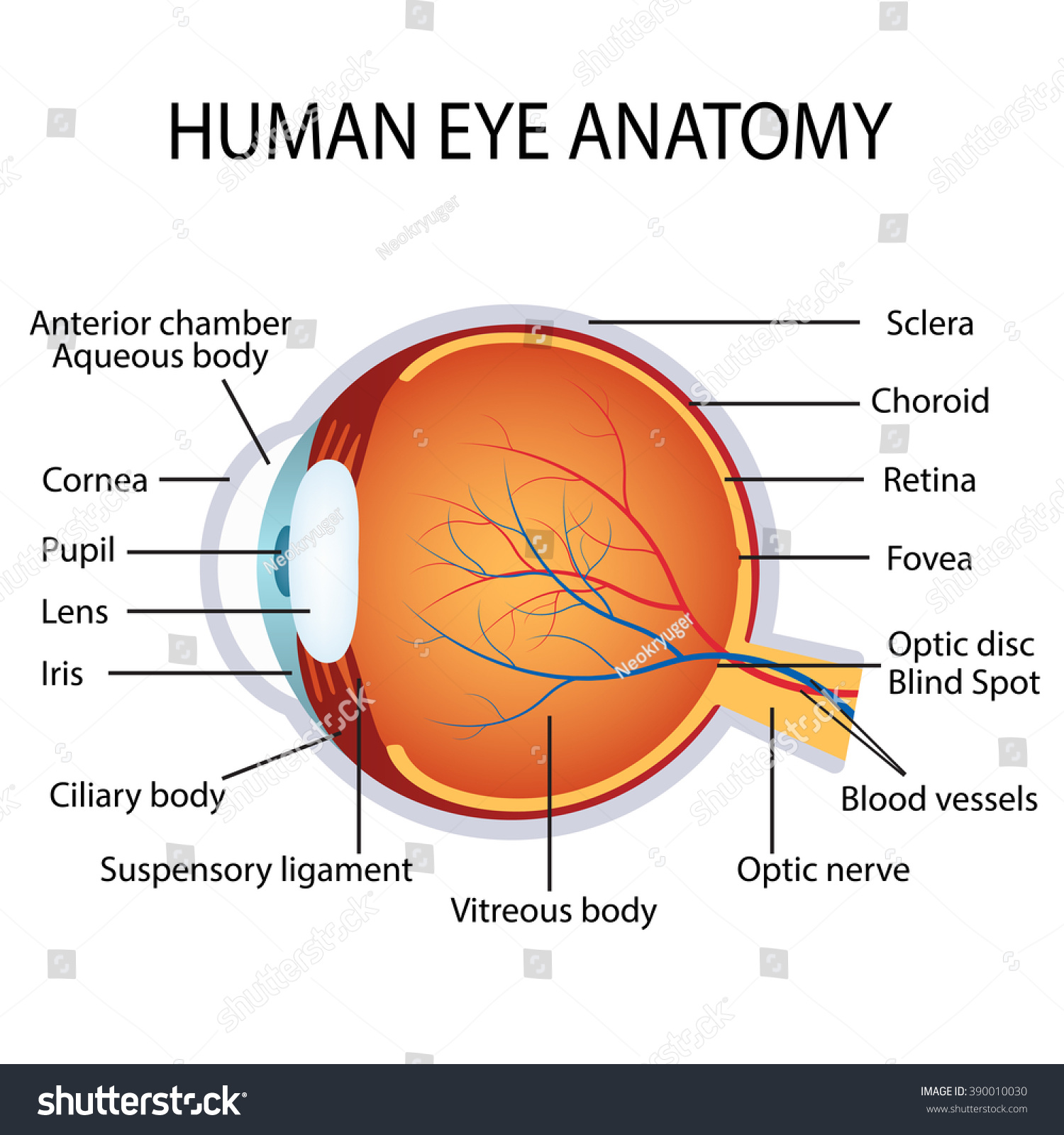 Illustration Of The Human Eye Anatomy On The White Background ...