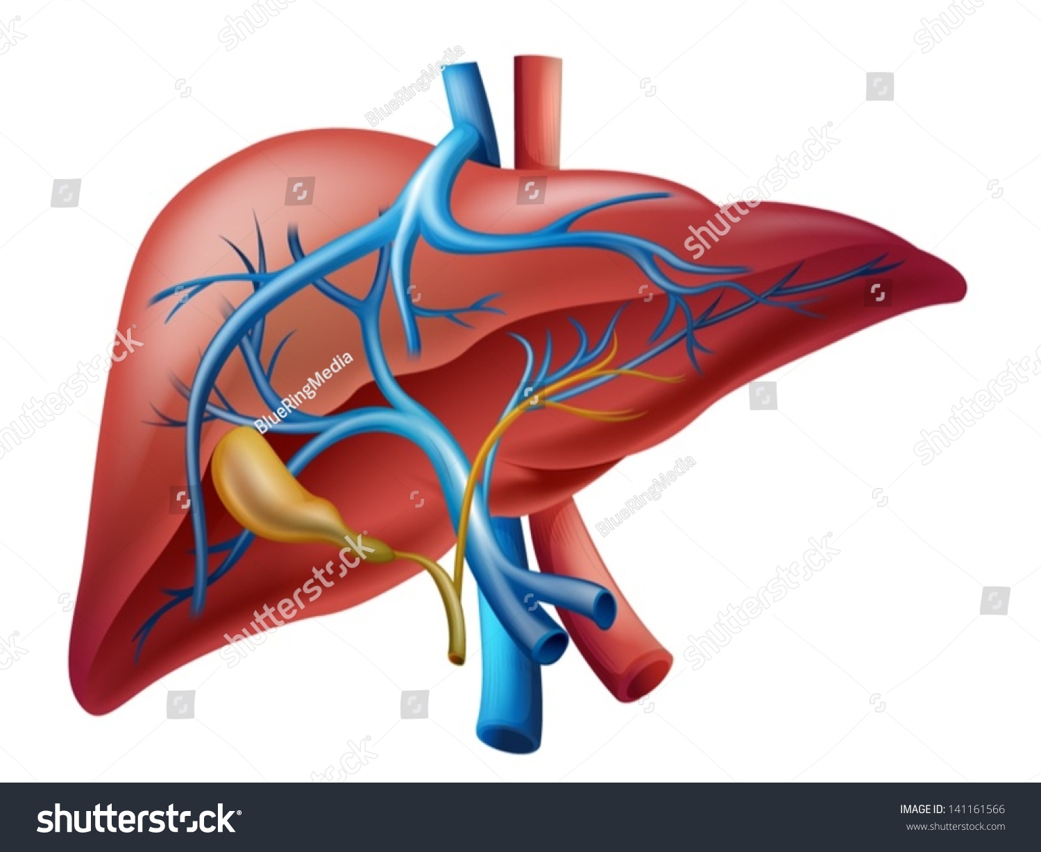 Illustration Of The Human Internal Liver - 141161566 : Shutterstock