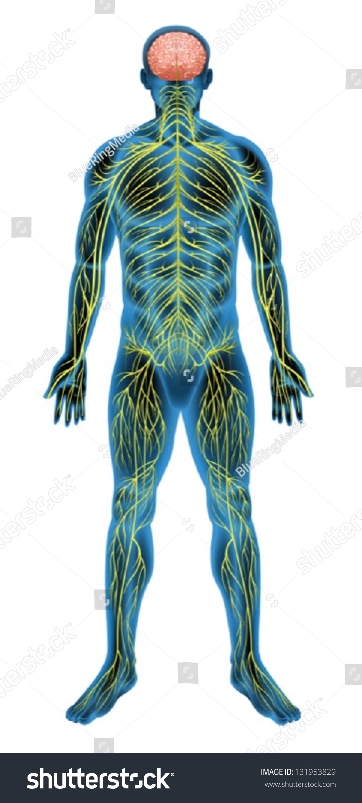 Illustration Of The Human Nervous System - 131953829 : Shutterstock