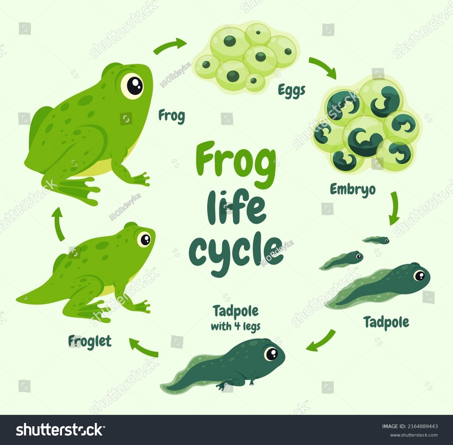 Illustration Life Cycle Frog Wild Aquatic Stock Vector (Royalty Free ...