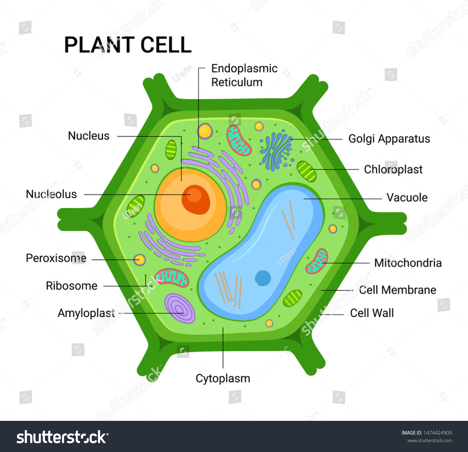 Illustration Plant Cell Anatomy Structure Vector Stock Vector ...