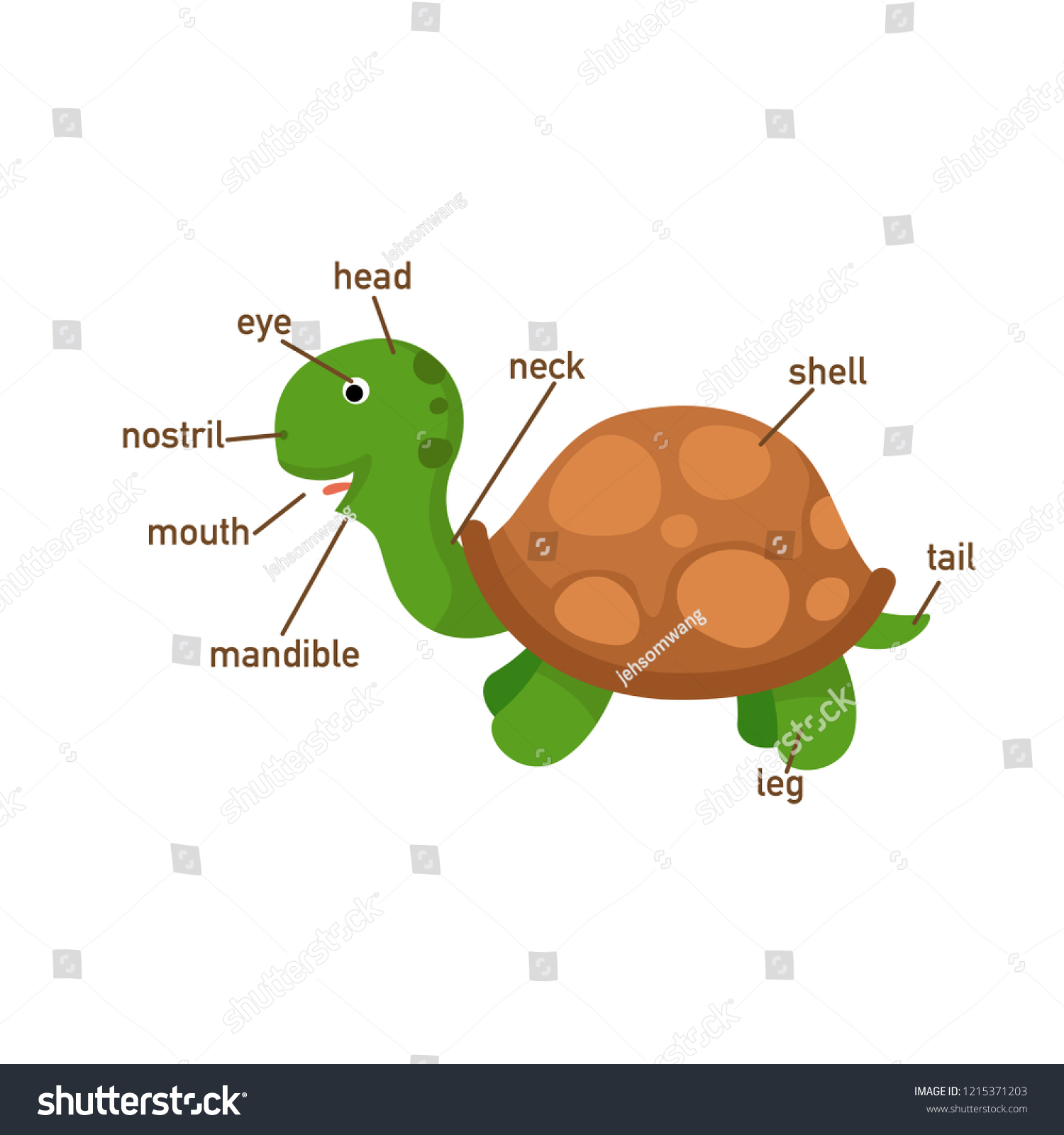 Illustration Turtle Vocabulary Part Bodyvector Stock Vector (Royalty ...