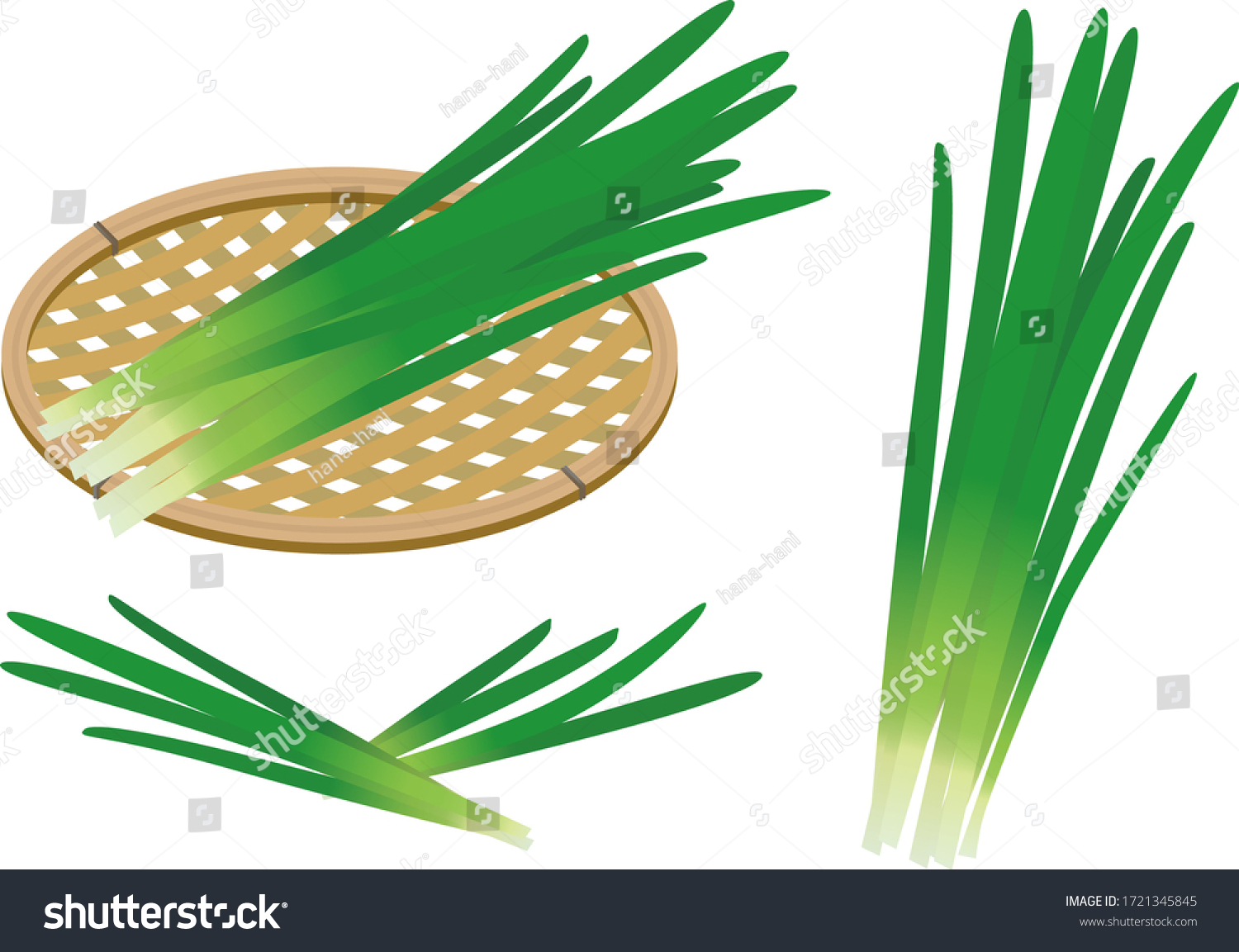 SVG of Illustration of two bunches of chives on a white background. svg