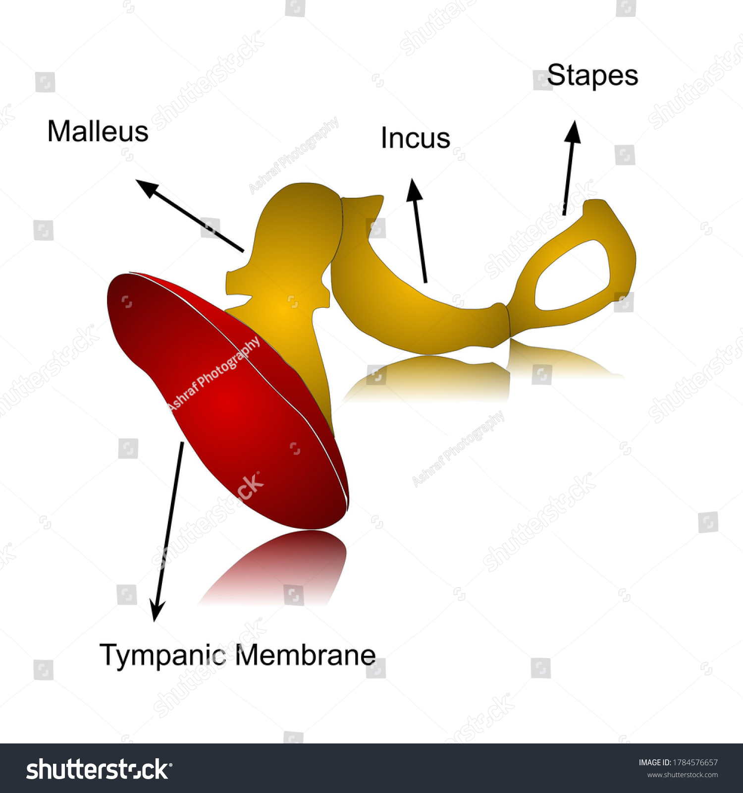 Auditory Ossicle Images Stock Photos Vectors Shutterstock