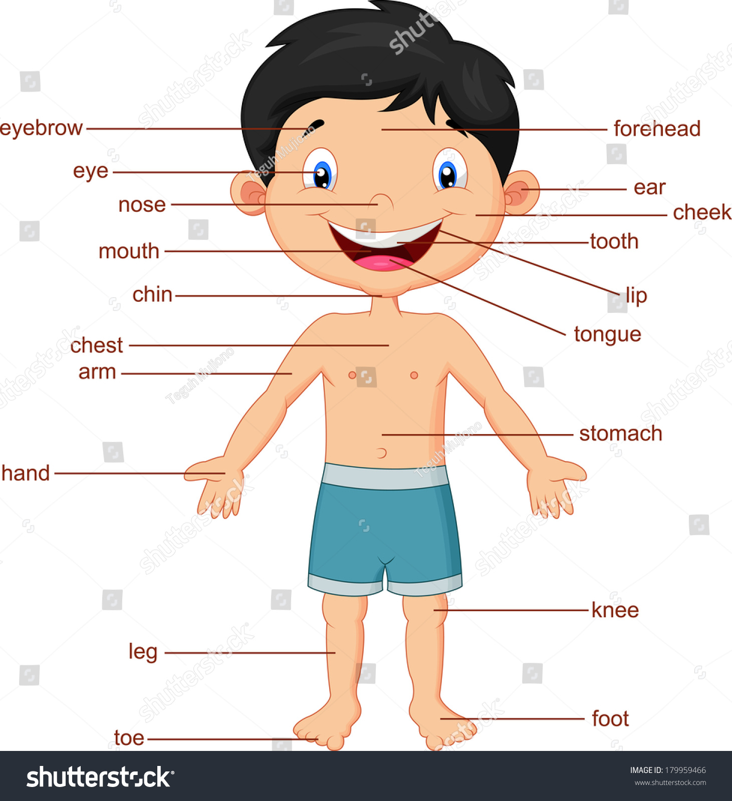 Illustration Vocabulary Part Body Stock Vector 179959466 - Shutterstock