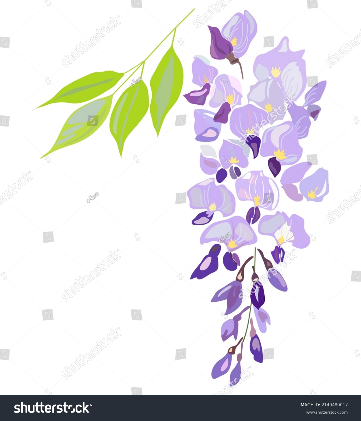 SVG of Illustration of wisteria blooms in spring.Chinese wisteria. Hand drawn botanical vector illustration svg