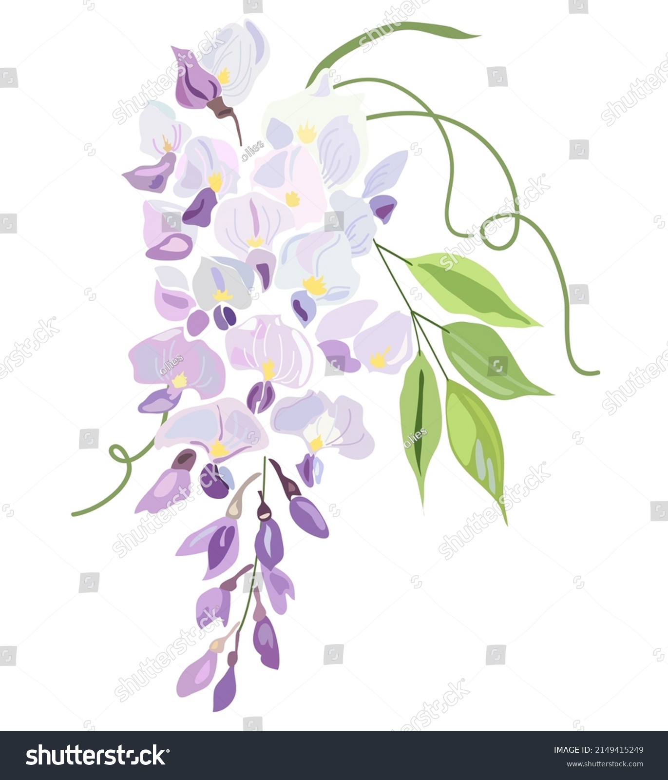 SVG of Illustration of wisteria flowers. Spring and summer. illustration design elements plant wisteria svg