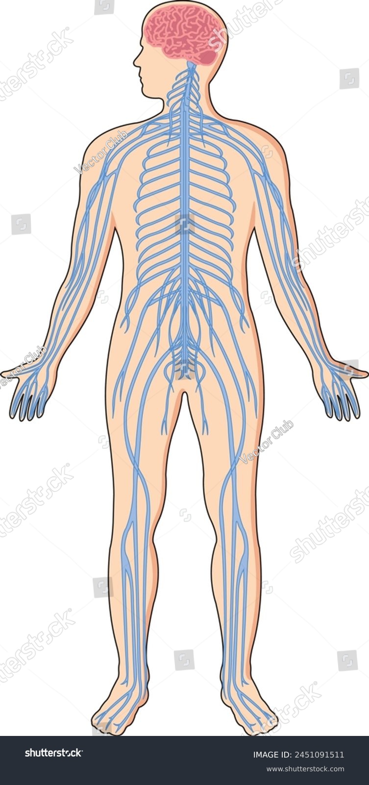 SVG of Illustration showing central nervous system in a human body svg