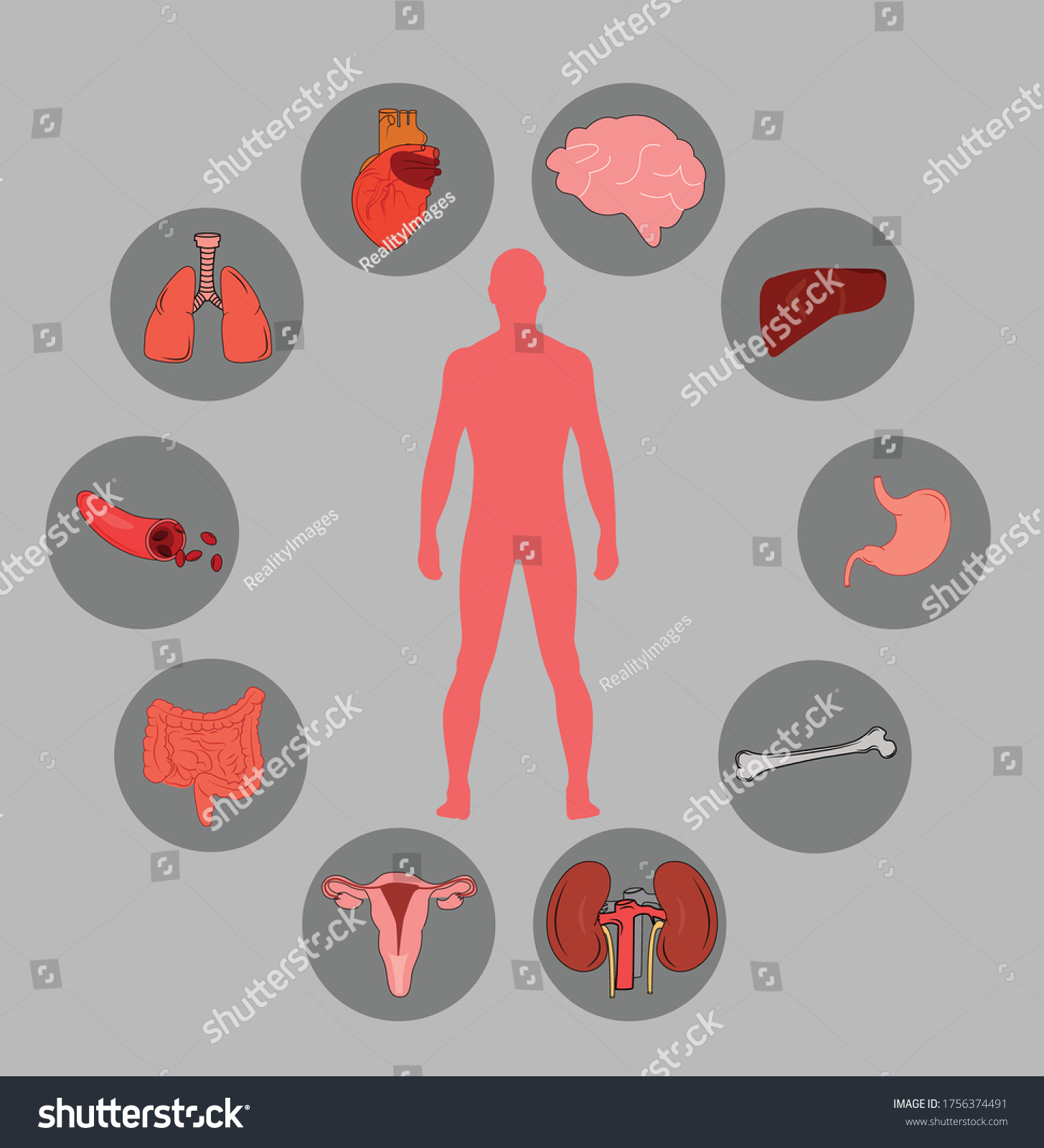 Illustration Showing Human Body Organs Around Stock Vector Royalty