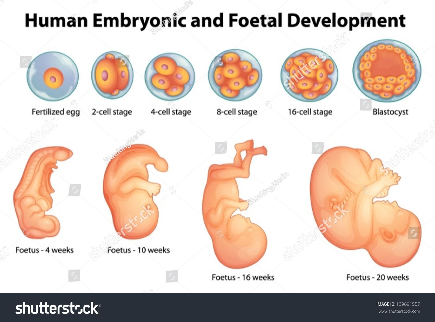 various stages of human development