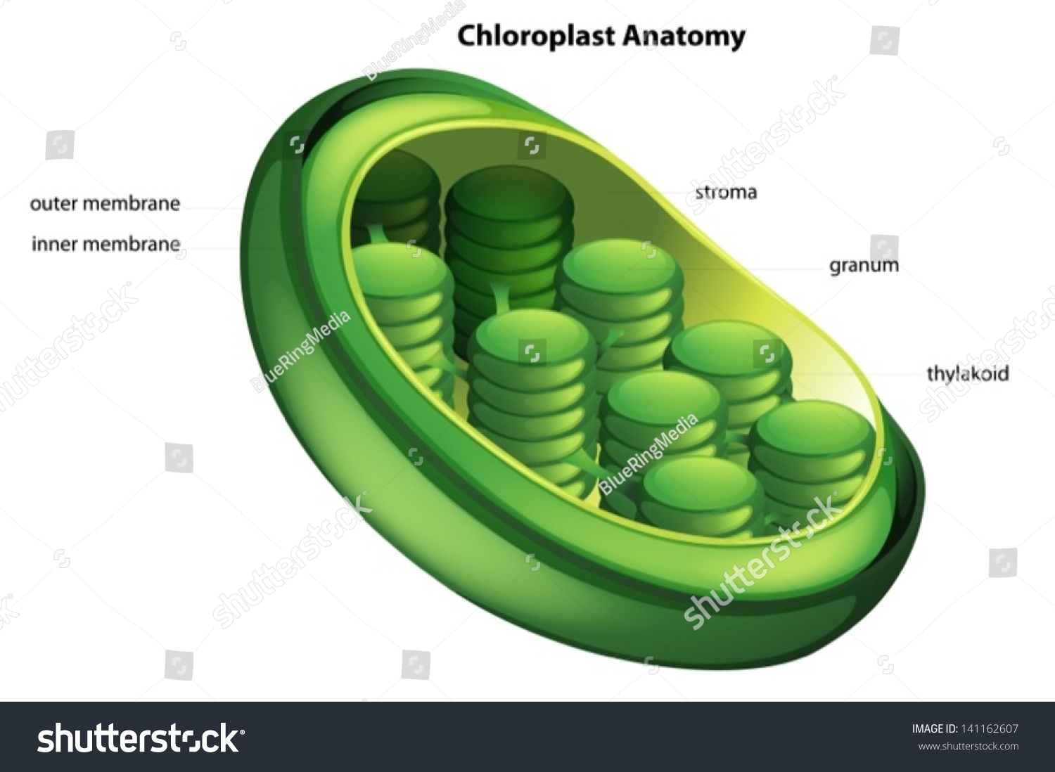 Illustration Showing Chloroplast Anatomy Stock Vector 141162607