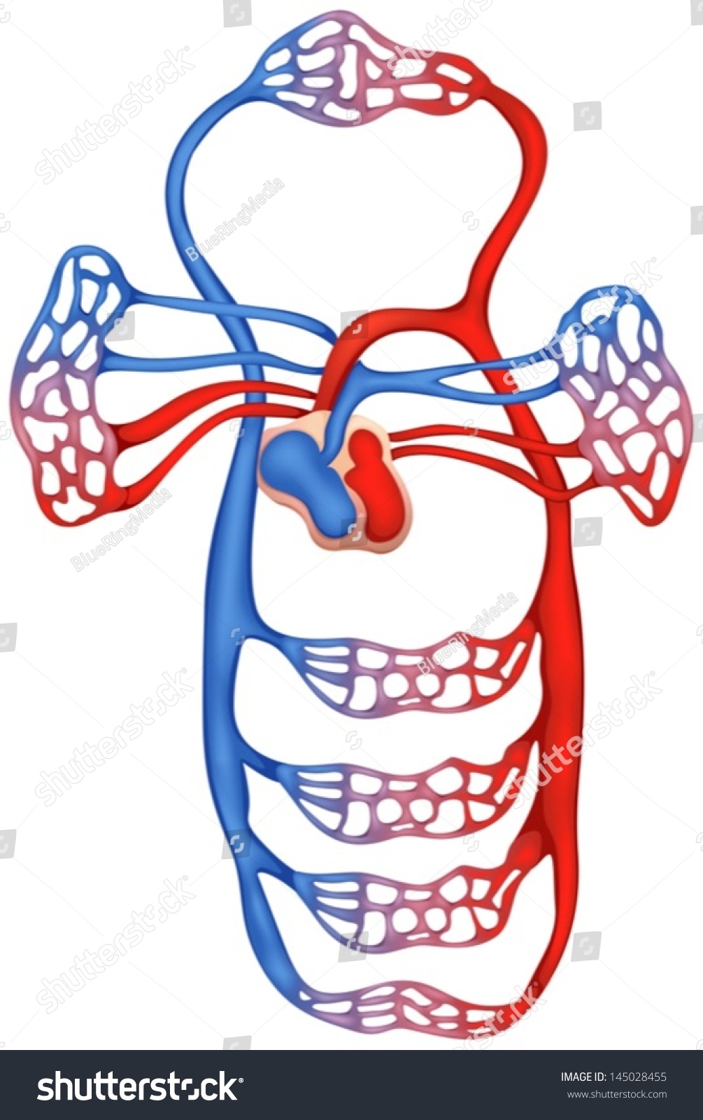 Illustration Showing Circulatory System Stock Vector 145028455 ...