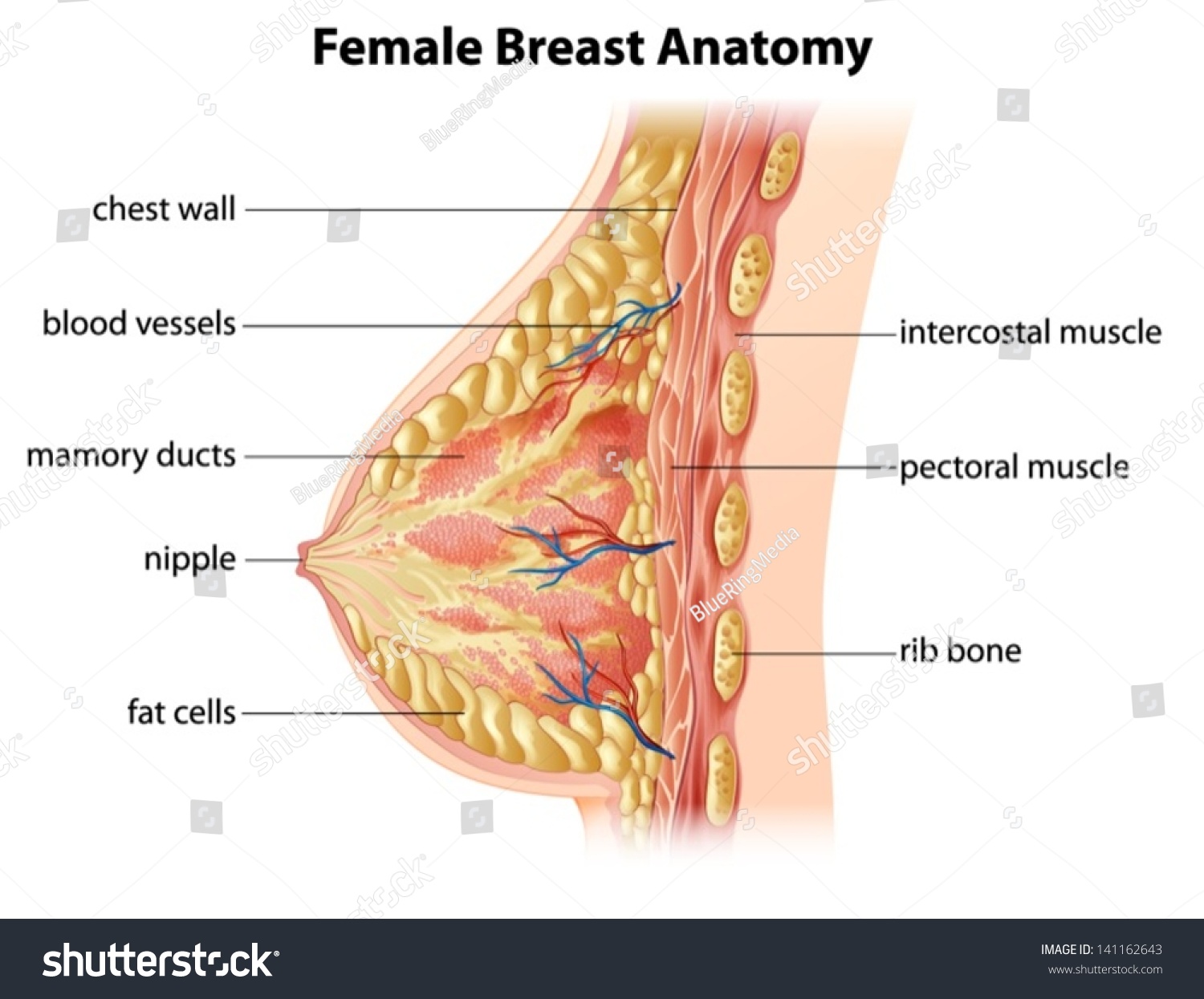 Mature Female Breast 60