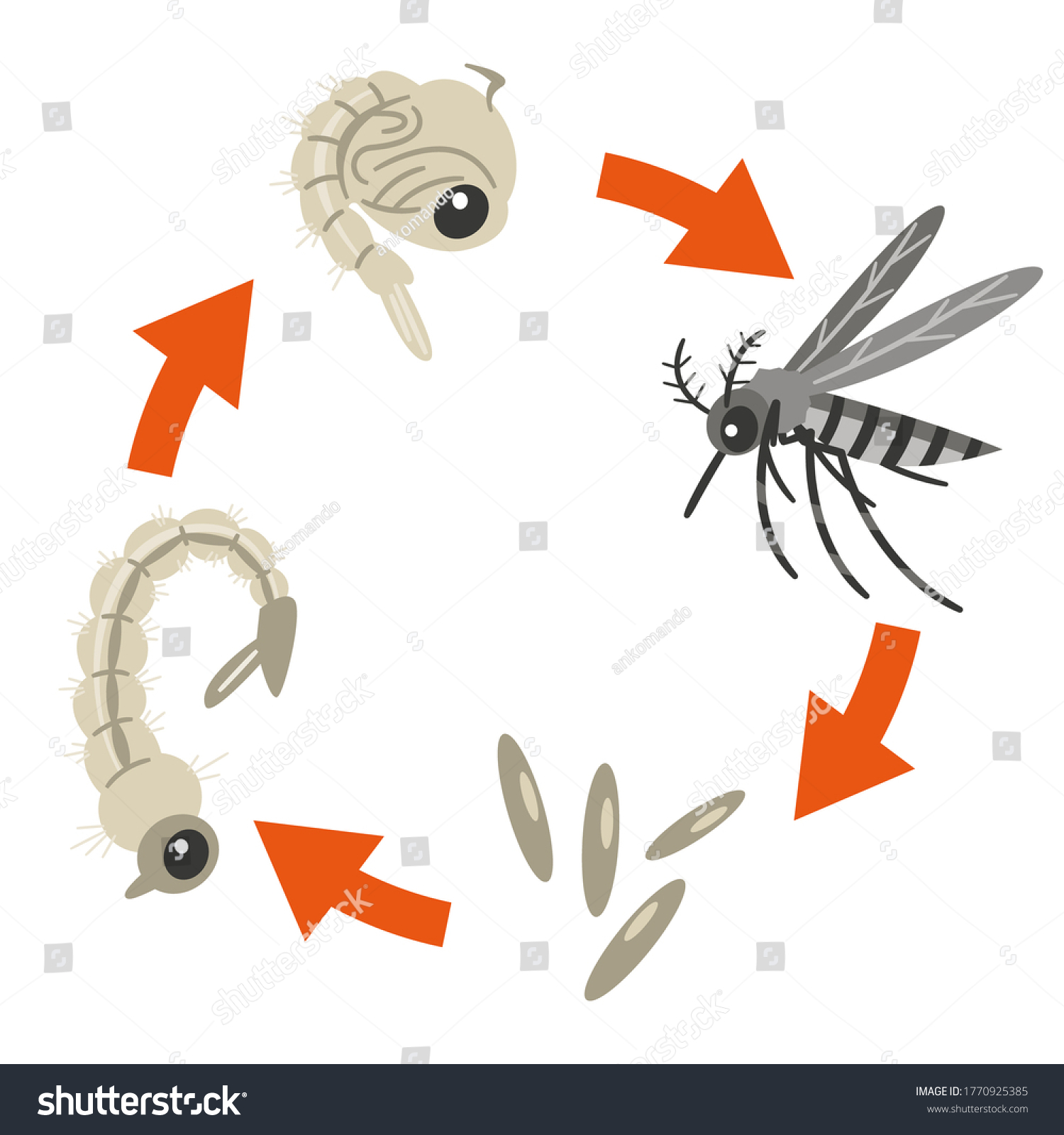 Illustration Showing Life Cycle Mosquito Stock Vektor Royaltyfri Shutterstock