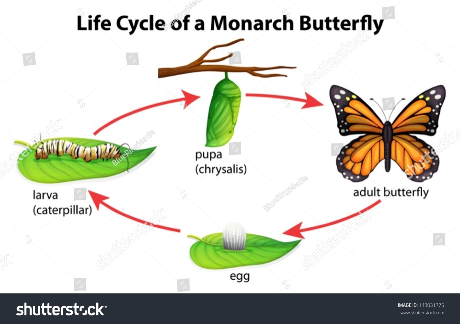 Illustration Showing The Life Cycle Of Monarchs - 143031775 : Shutterstock