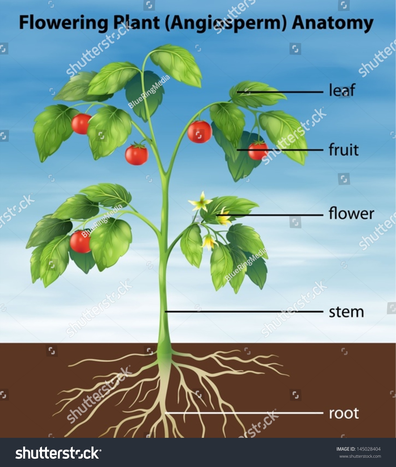 Illustration Showing Parts Tomato Plant Stock Vector 145028404 ...