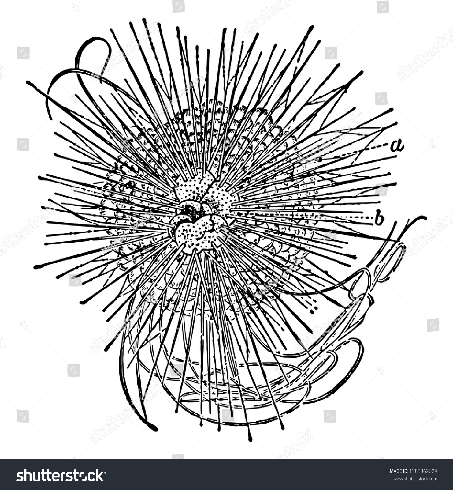 Illustration Shows Diagram Anatomy Sea Urchin Stock Vector (Royalty