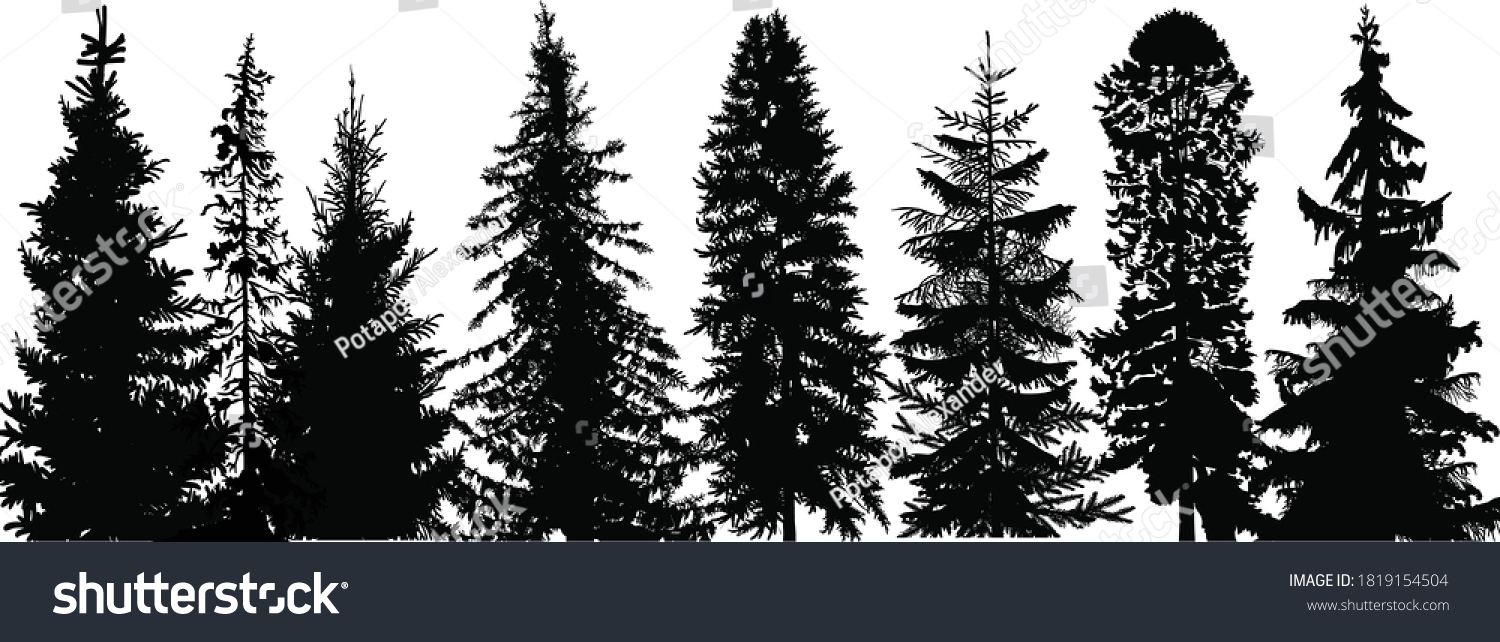 Illustration Black Firs Isolated On White Stock Vector (Royalty Free ...