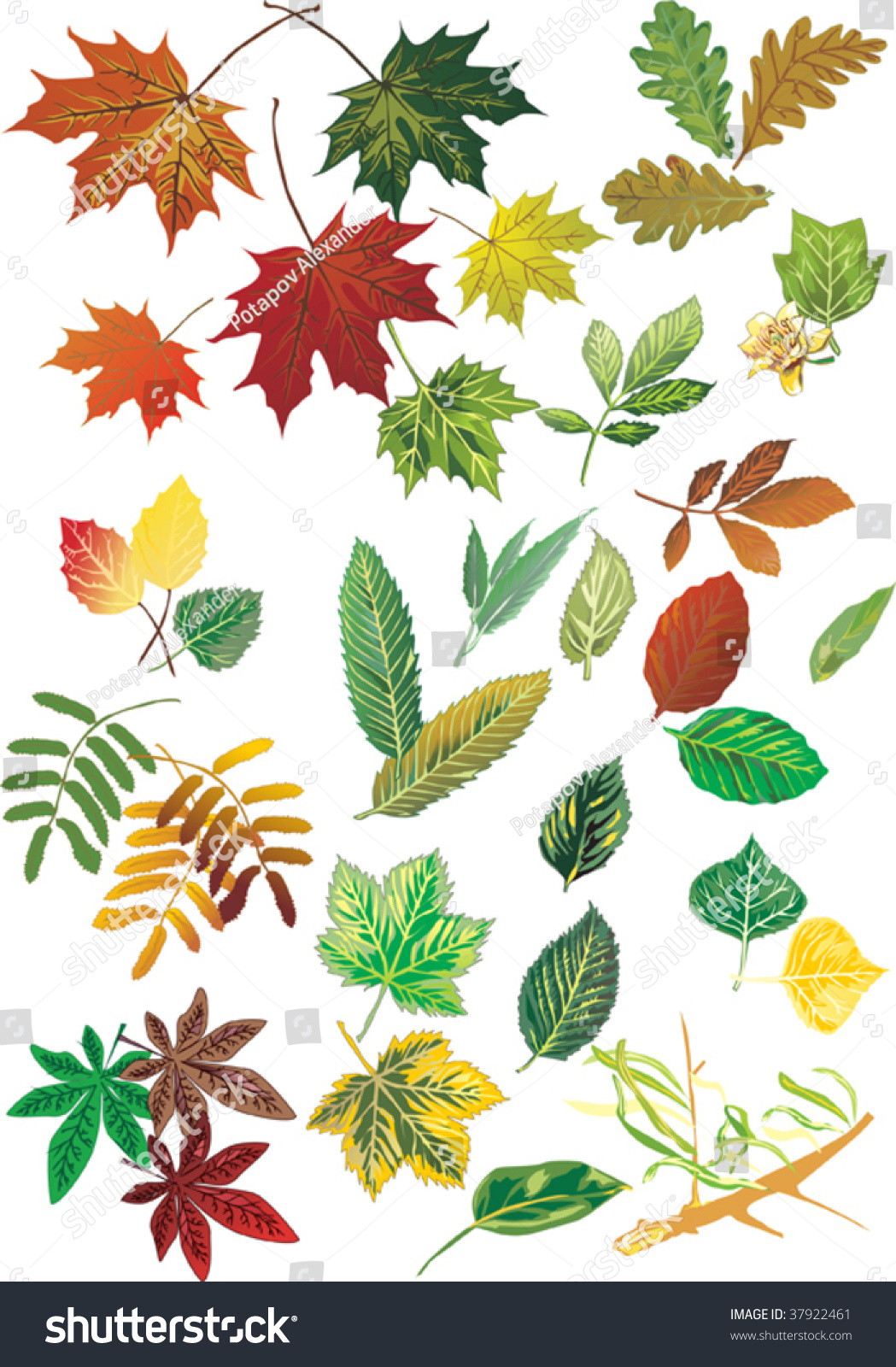 Illustration With Collection Of Different Foliage - 37922461 : Shutterstock