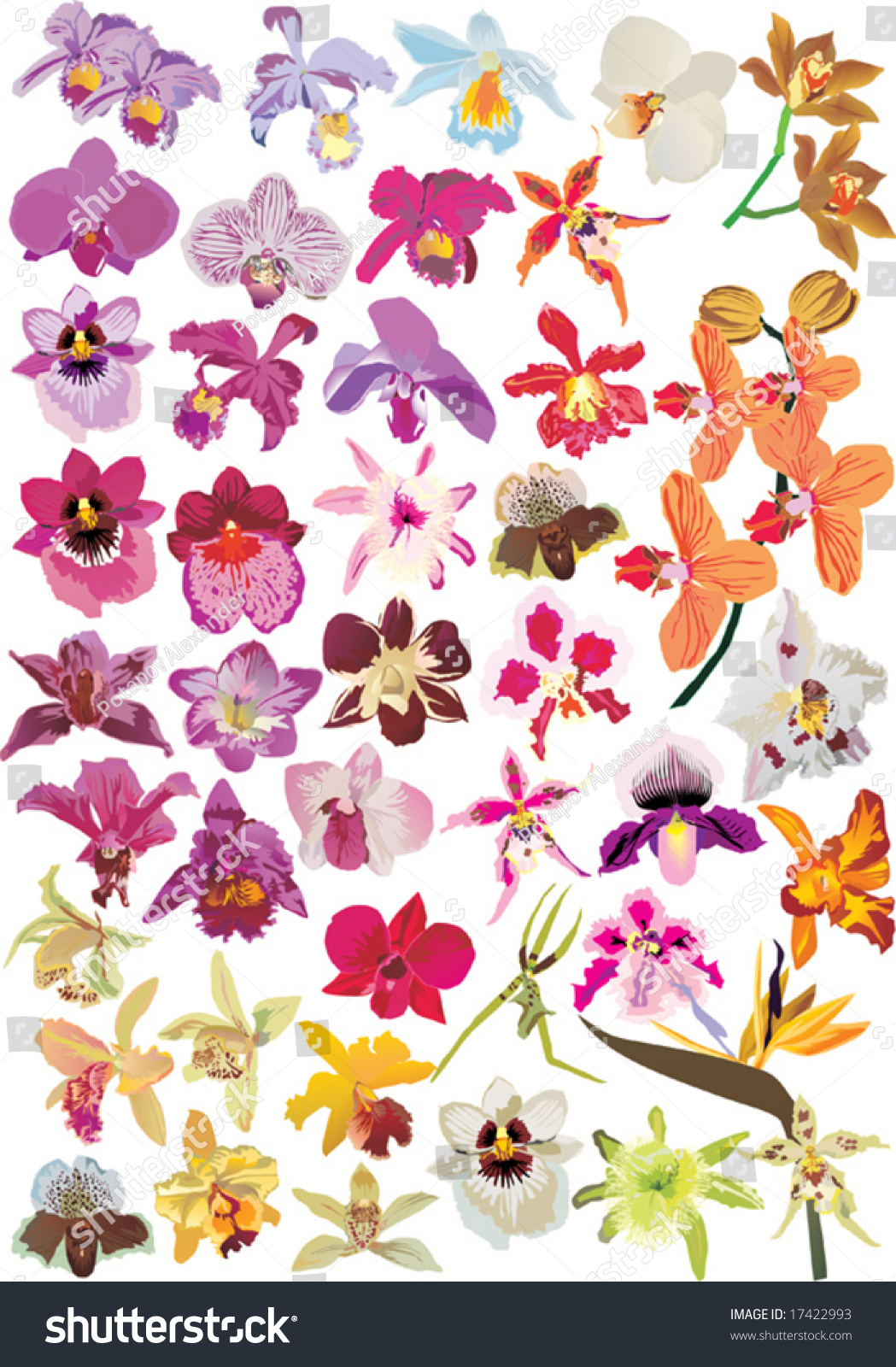 Illustration Different Orchid Collection Stock Vector 17422993 ...