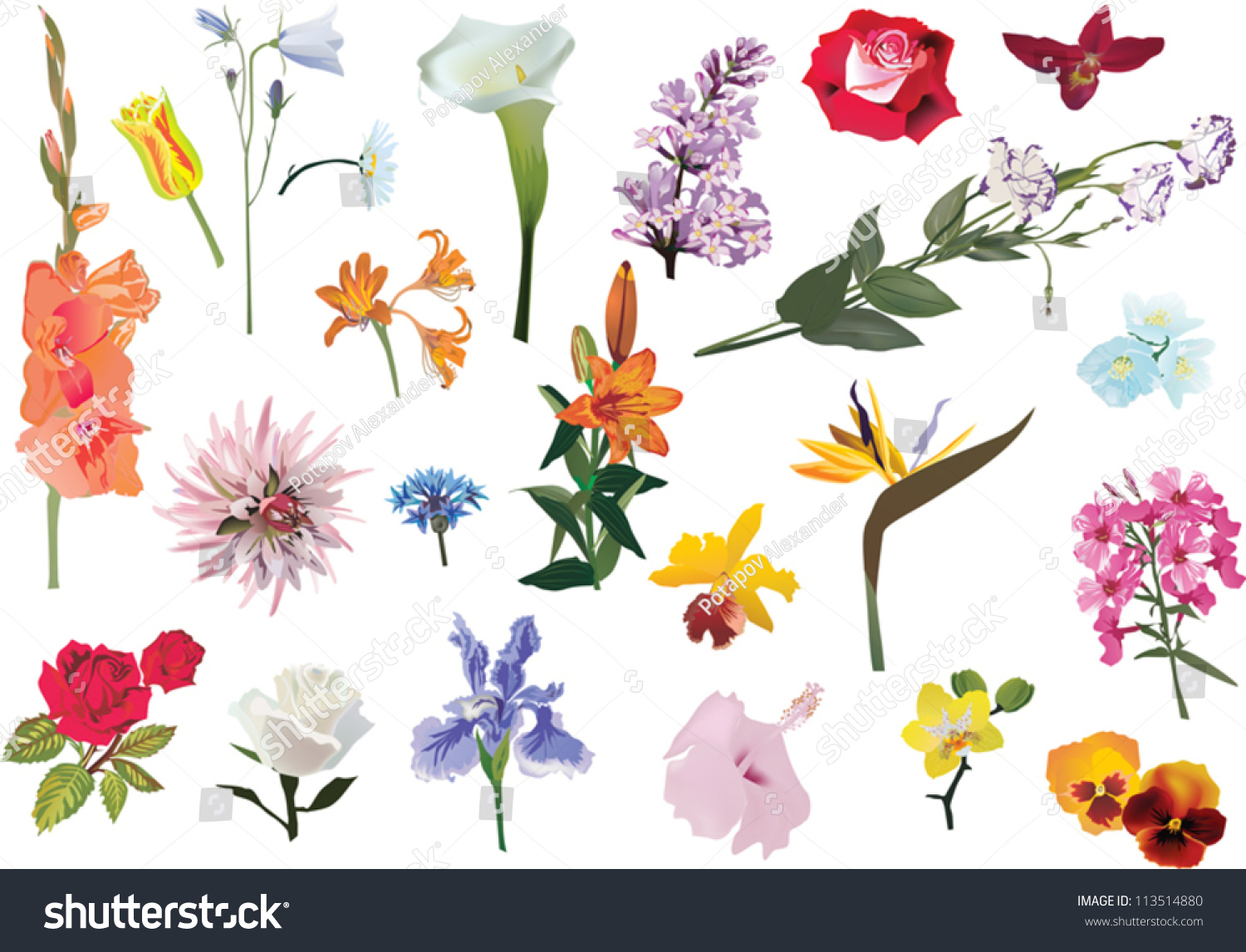 Illustration Flowers Collection Isolated On White Stock Vector ...