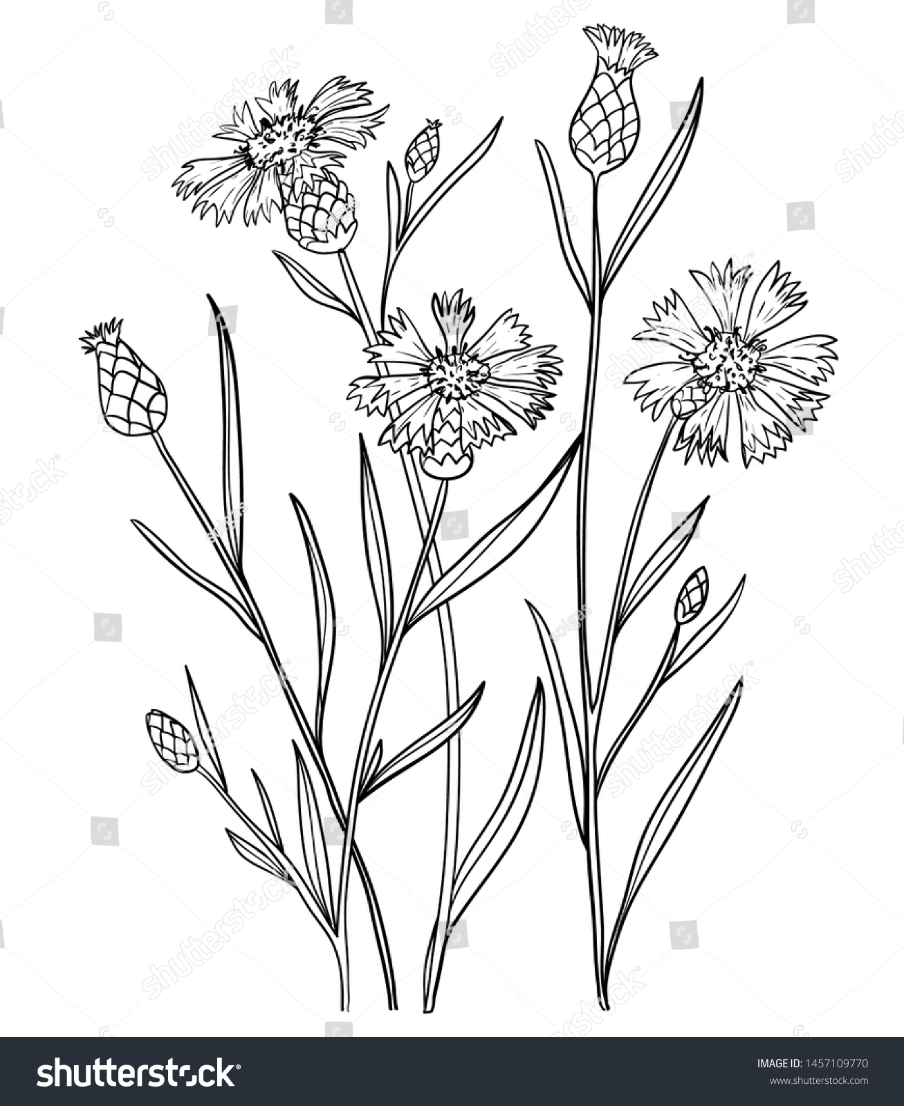 Illustration Hand Drawn Cornflowers Outline Vector Stock Vector ...