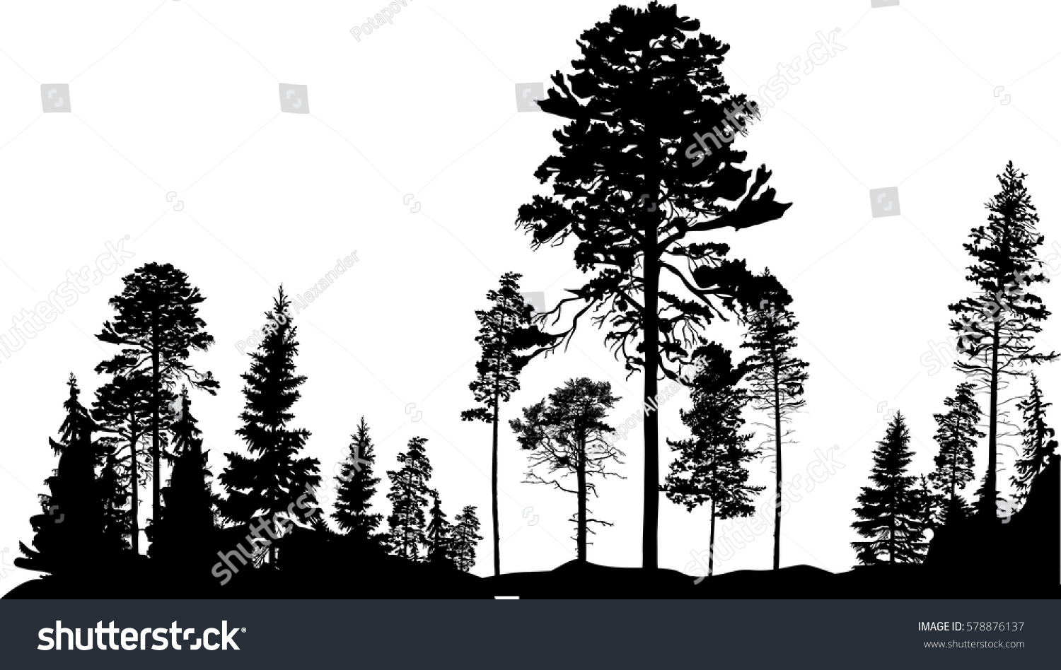 Illustration High Pine Fir Trees Forest Stock Vector (Royalty Free