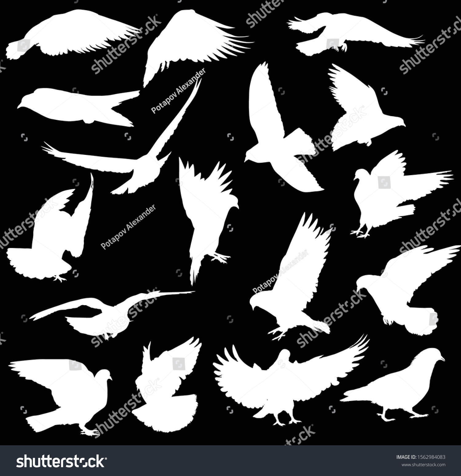 Illustration Pigeon Silhouettes Isolated On Black Stock Vector (Royalty ...