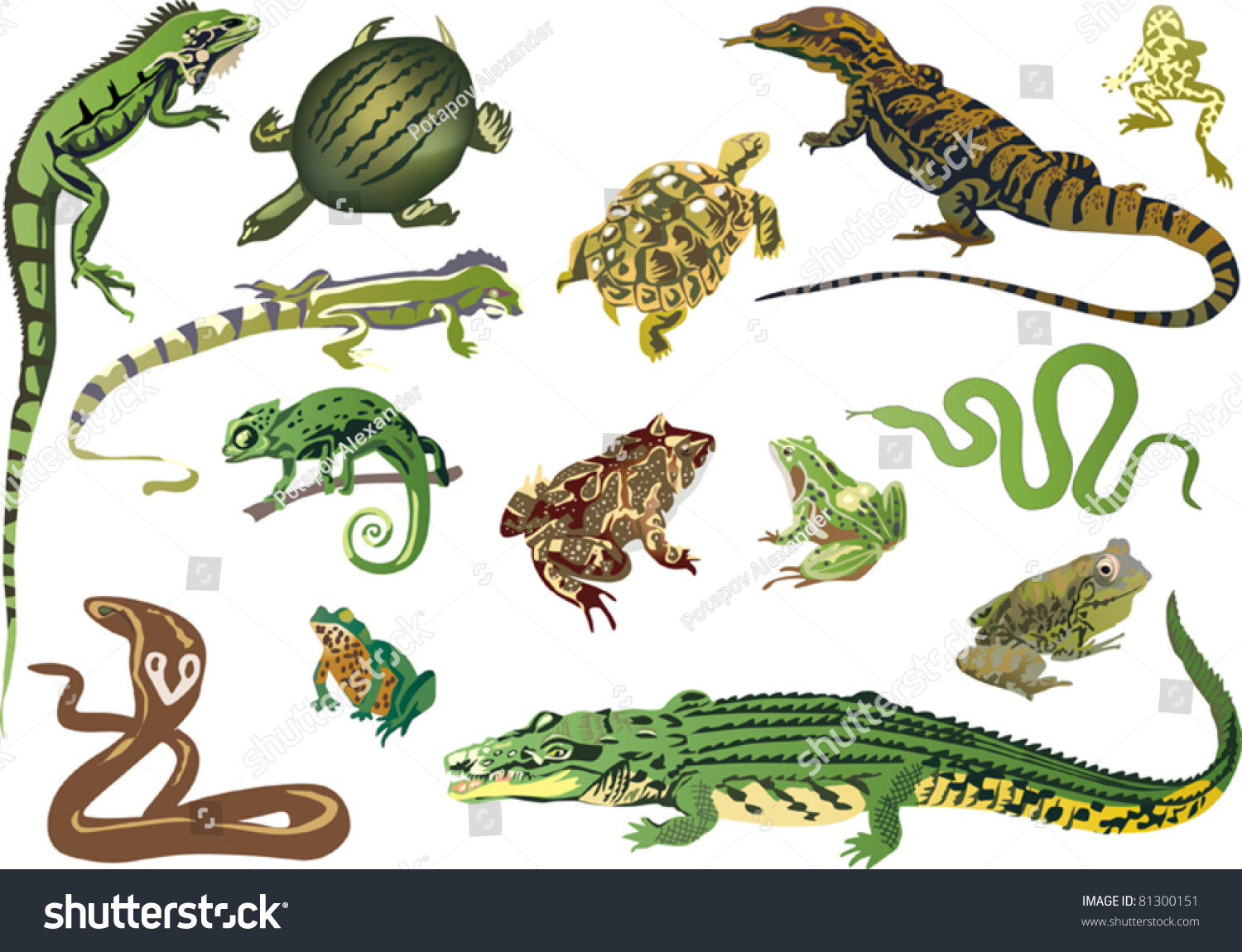 Illustration Set Reptiles Amphibians Isolated On Stock Vector (Royalty ...