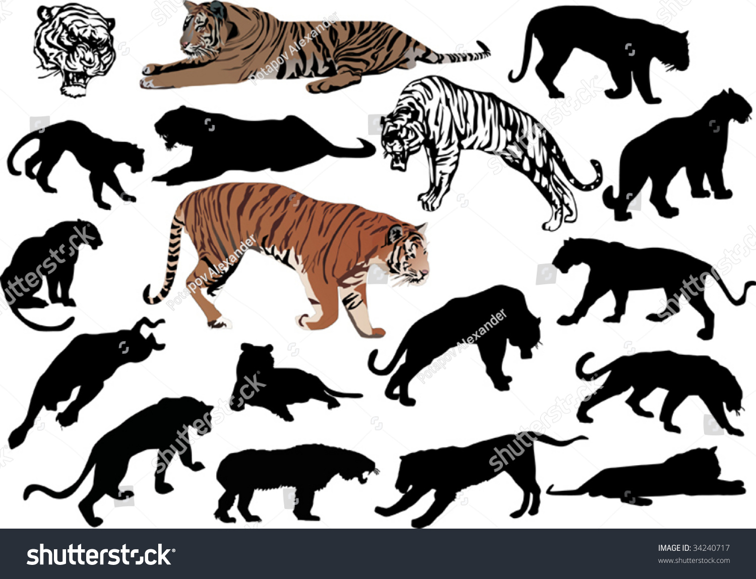 Illustration Tiger Silhouettes Isolated On White Stock Vector Royalty Free 34240717 