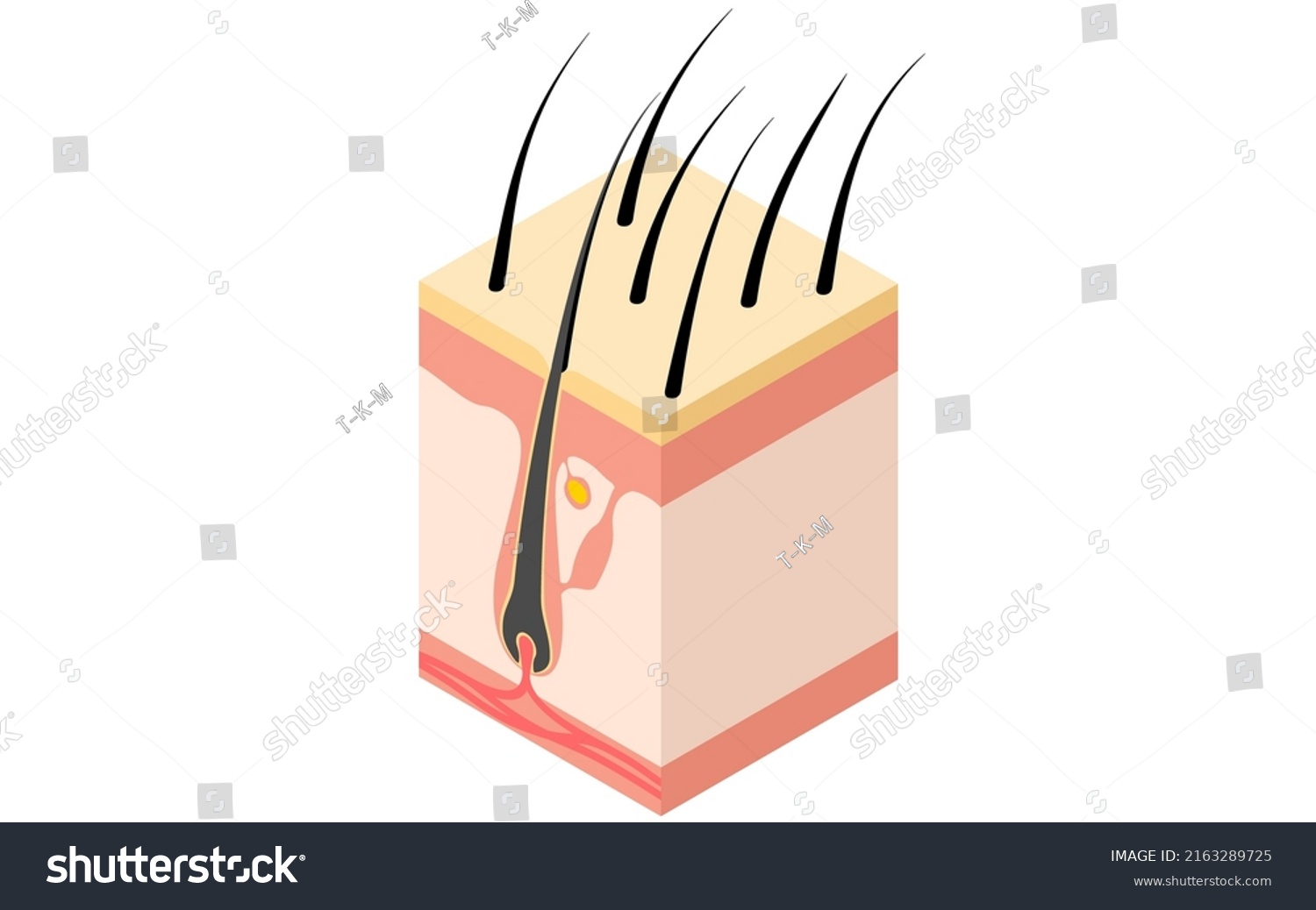 Illustrative Illustration Hair Isometric Cross Section Stock Vector ...