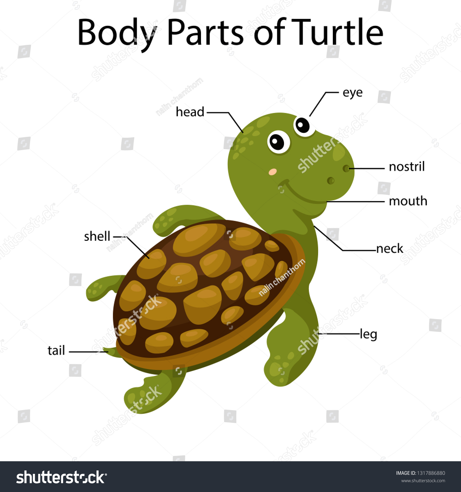 Illustrator Body Parts Turtle Stock Vector (Royalty Free) 1317886880 ...