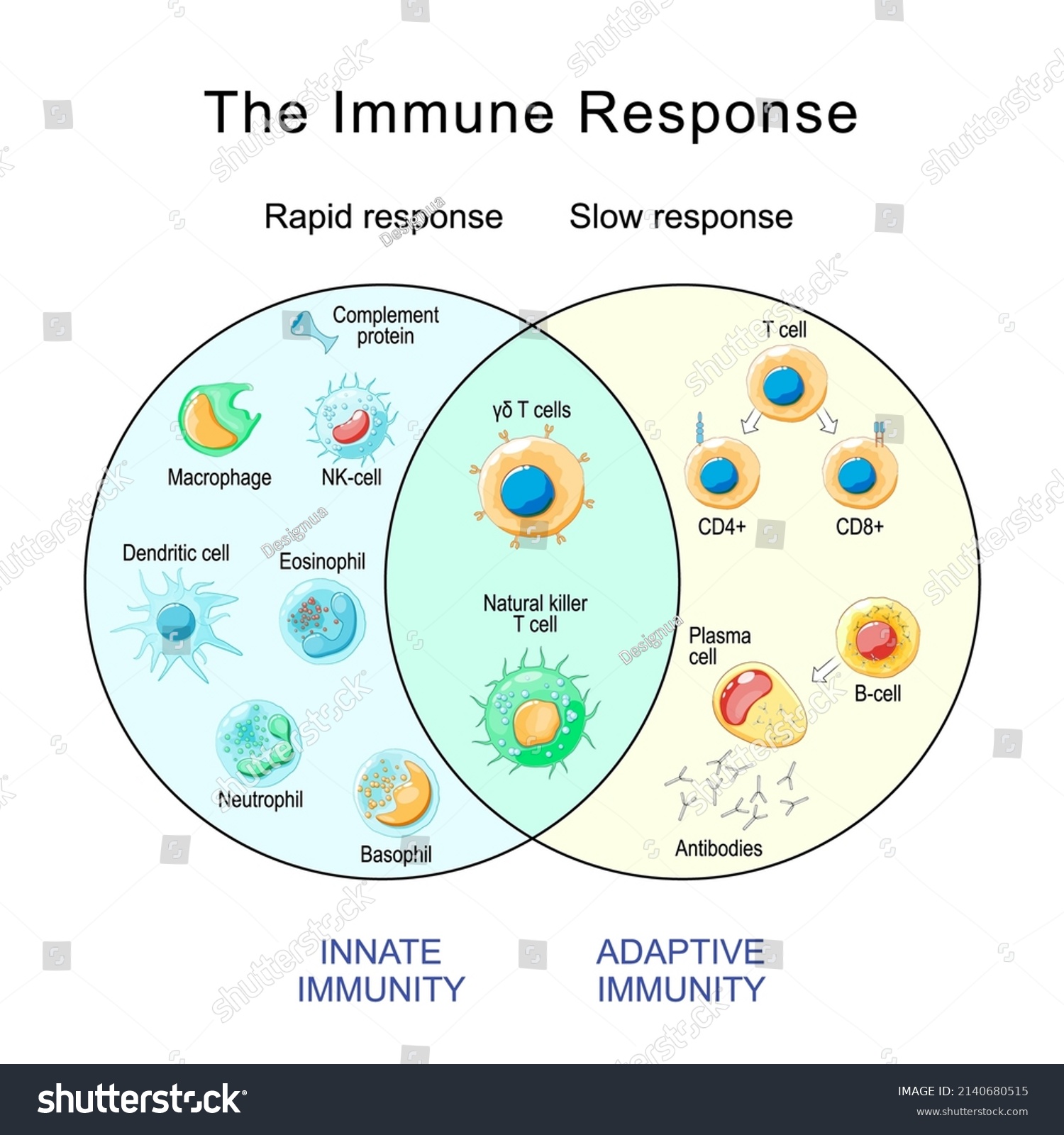 Leukocyte responses to pathogens Images, Stock Photos & Vectors ...